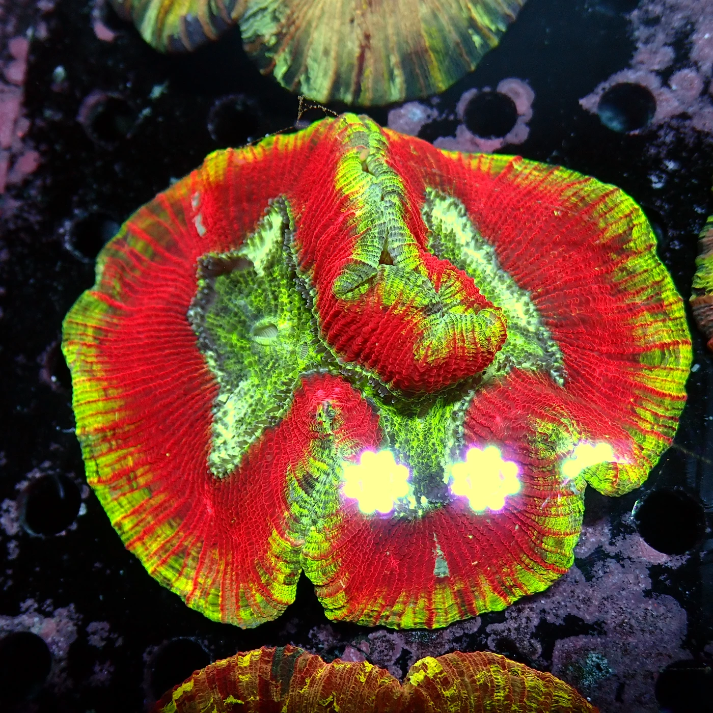 Wellsophyllia Multi, Trachyphyllia geoffroyi
