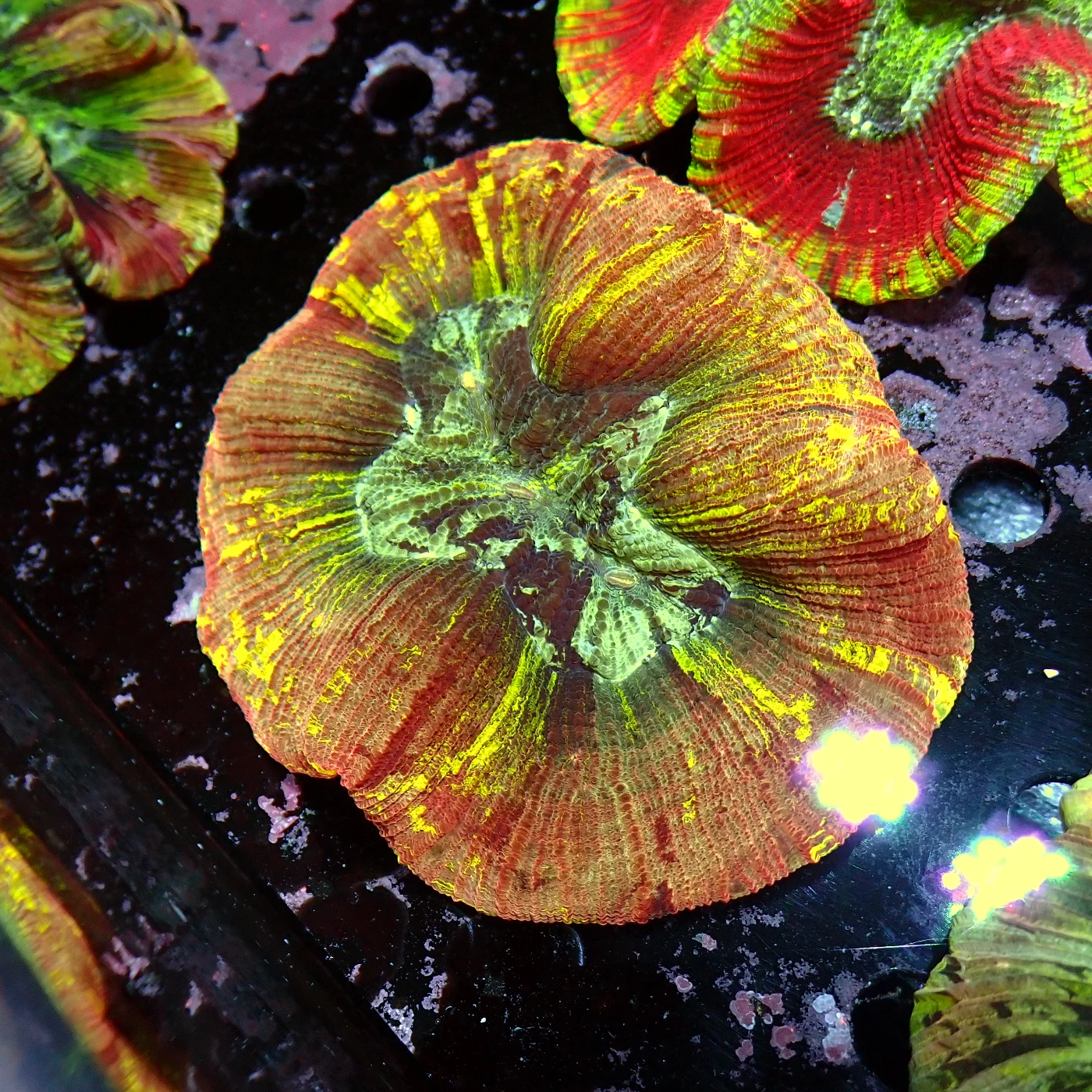 Wellsophyllia Multi, Trachyphyllia geoffroyi