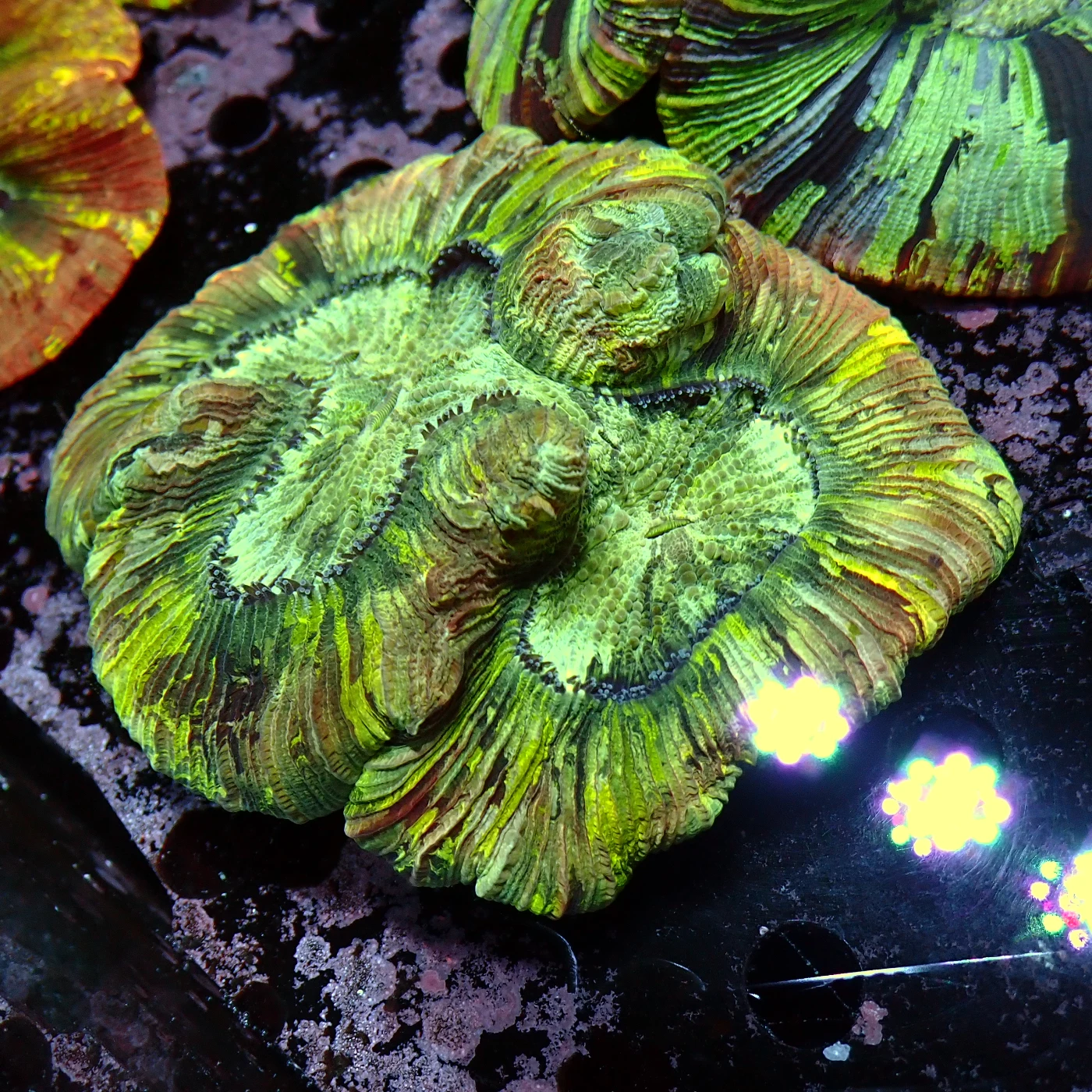 Wellsophyllia Green, Trachyphyllia geoffroyi