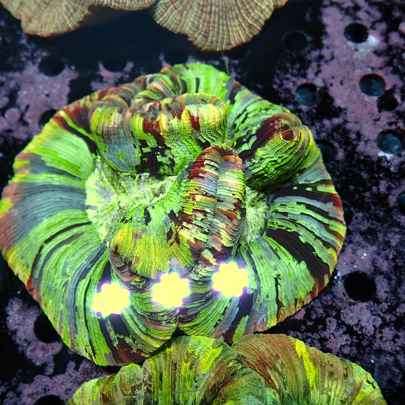 Wellsophyllia / Trachyphyllia Rainbow, Trachyphyllia geoffroyi