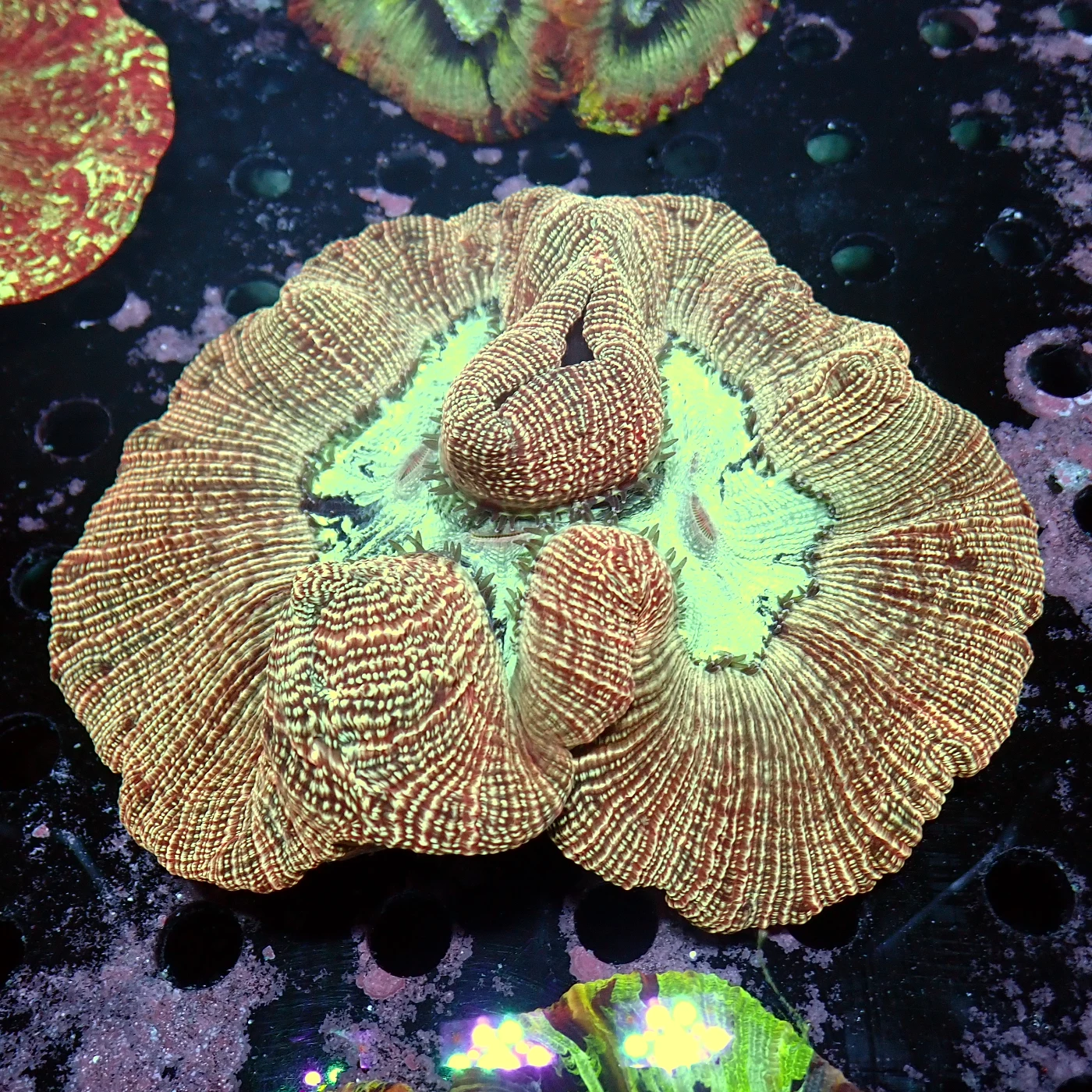 Wellsophyllia Multicolour, Trachyphyllia geoffroyi