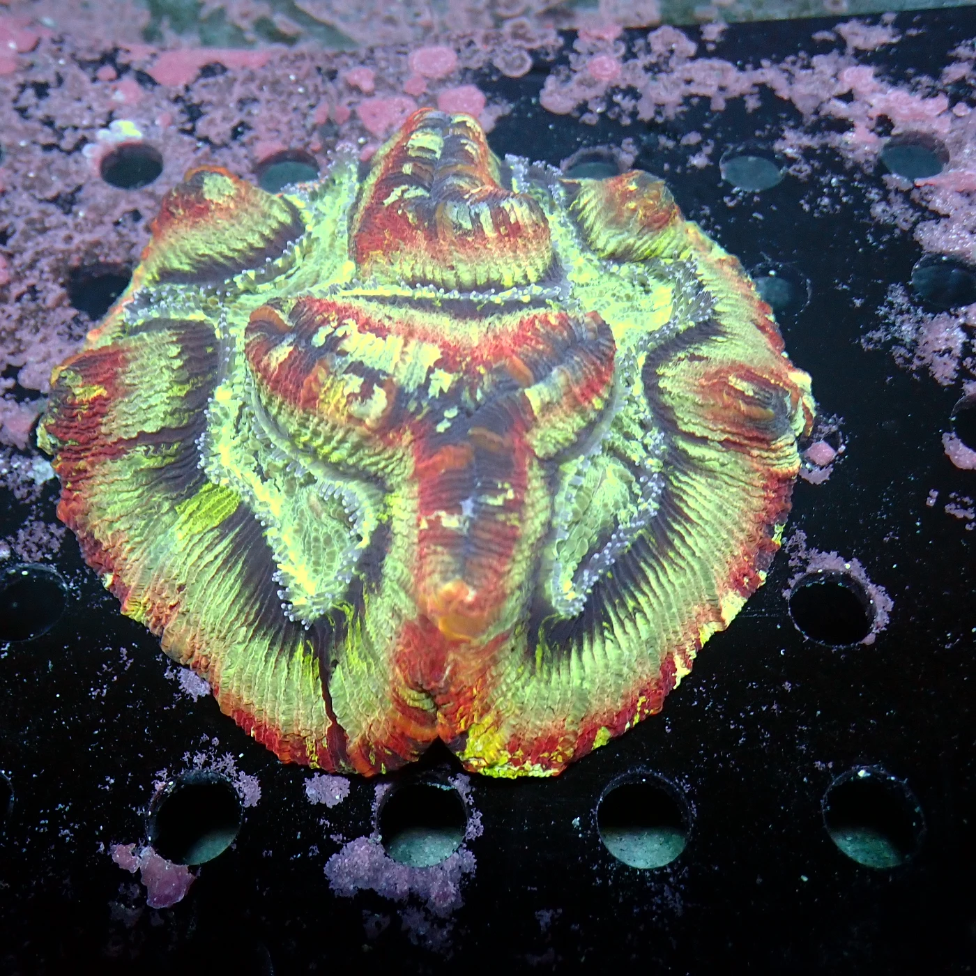 Wellsophyllia Multi, Trachyphyllia geoffroyi