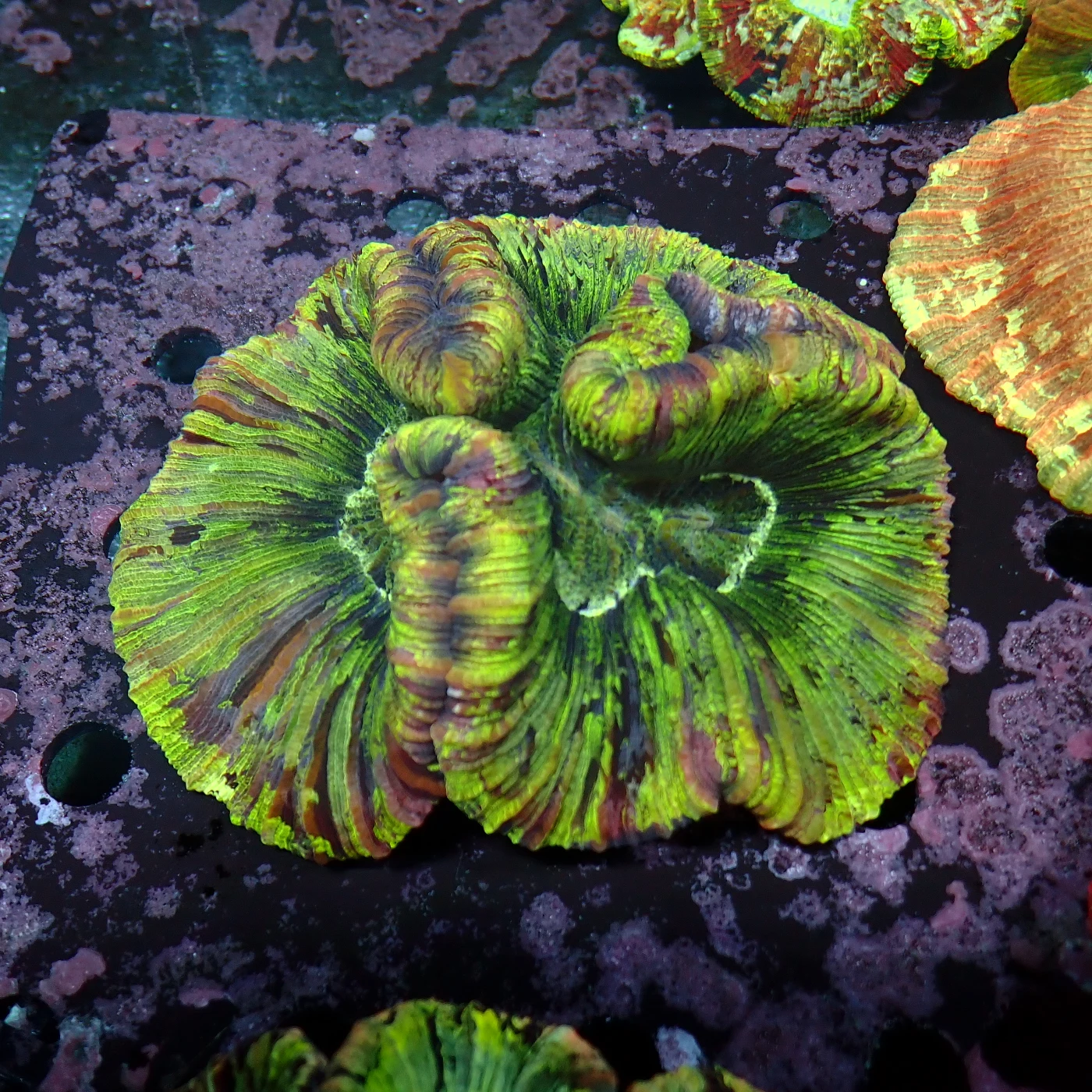 Wellsophyllia / Trachyphyllia Rainbow, Trachyphyllia geoffroyi