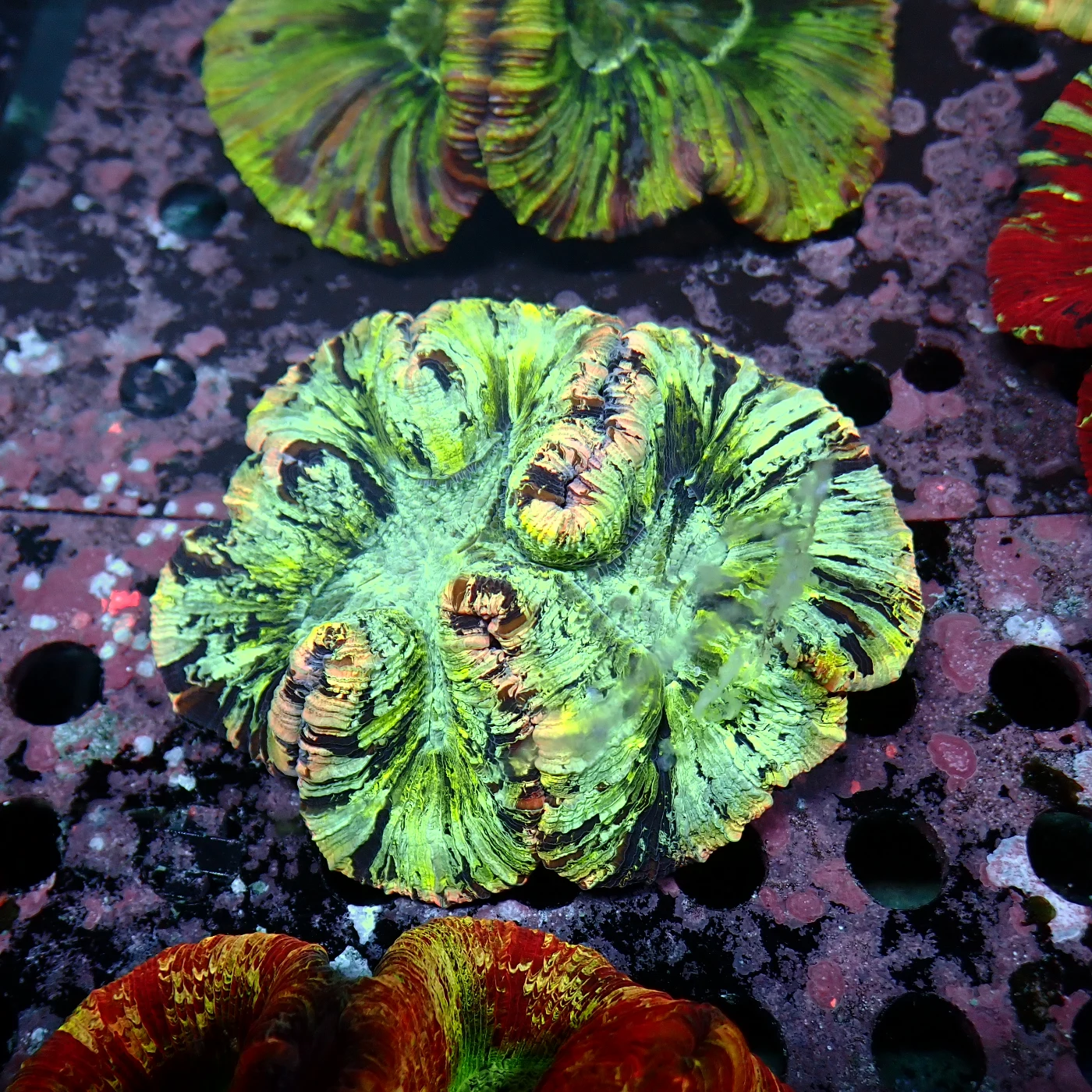 Wellsophyllia Green, Trachyphyllia geoffroyi