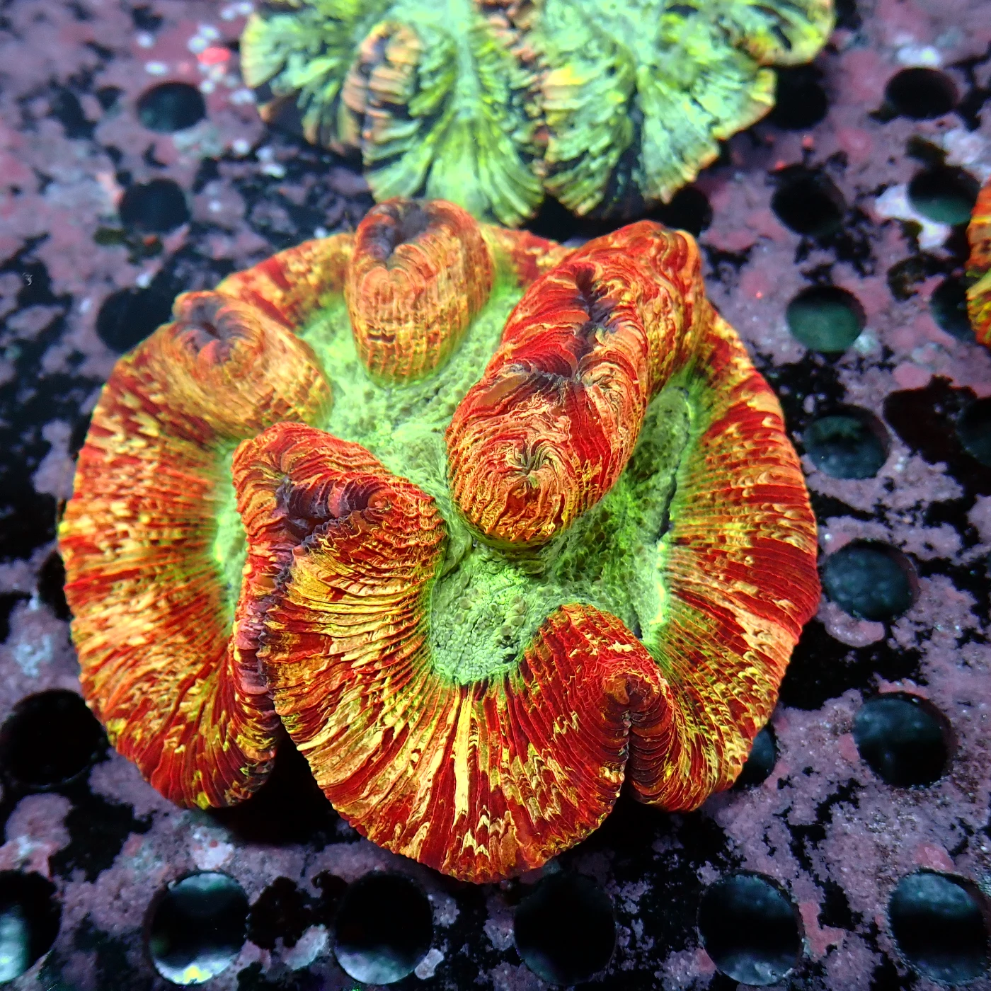 Wellsophyllia Multicolour, Trachyphyllia geoffroyi