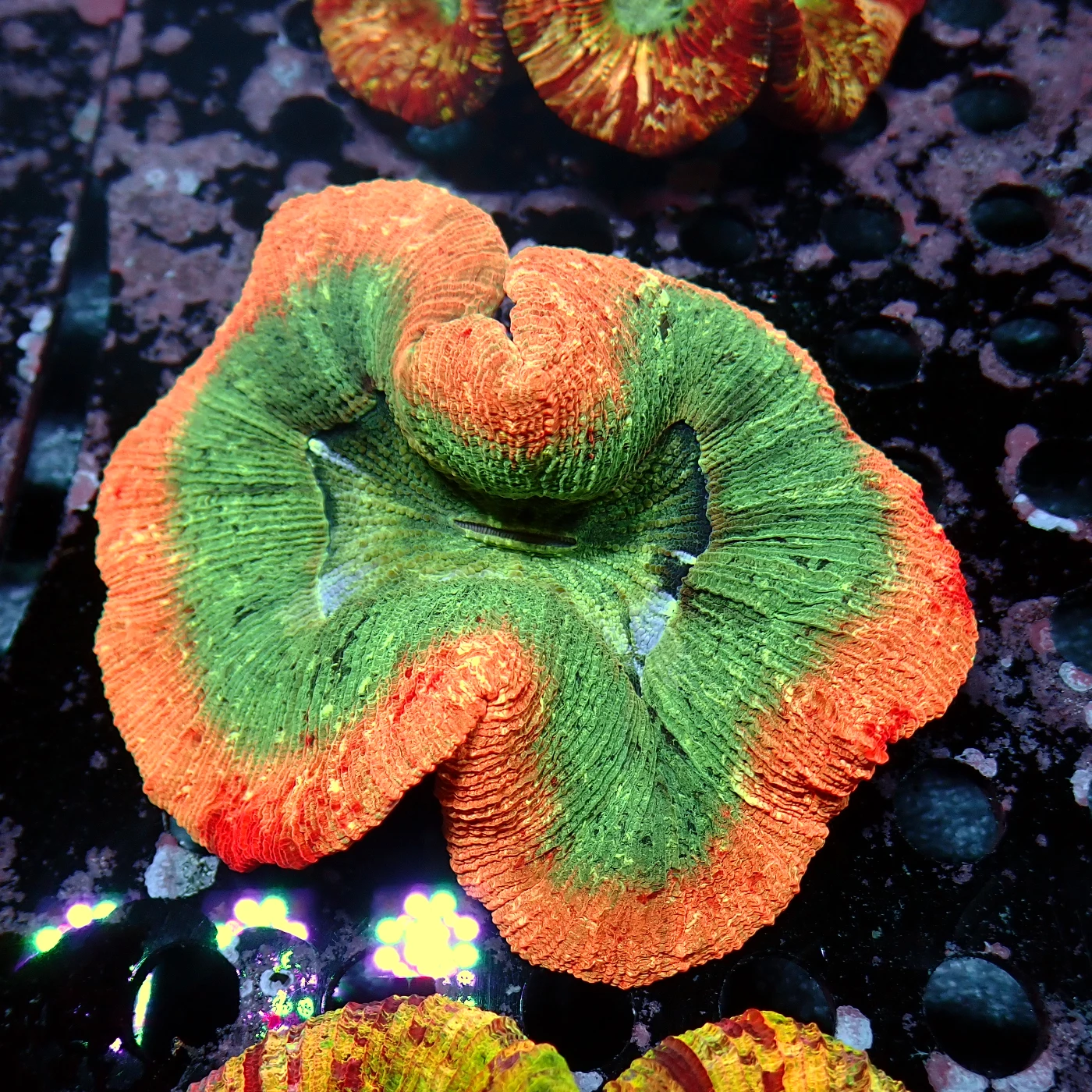 Wellsophyllia Multicolour, Trachyphyllia geoffroyi
