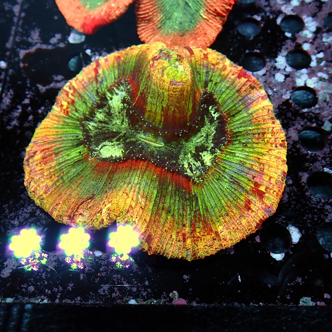 Wellsophyllia / Trachyphyllia Rainbow, Trachyphyllia geoffroyi