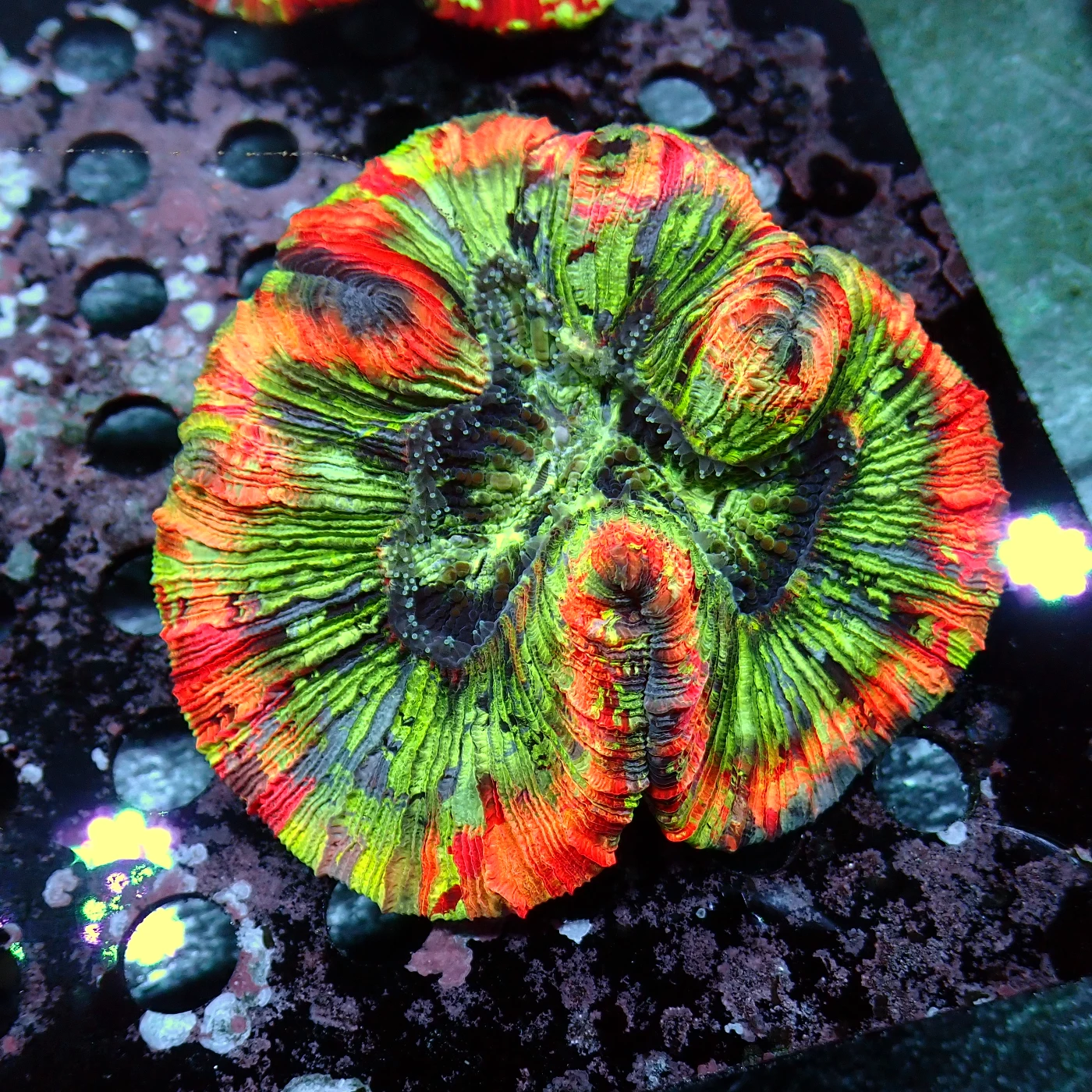 Wellsophyllia / Trachyphyllia Rainbow, Trachyphyllia geoffroyi