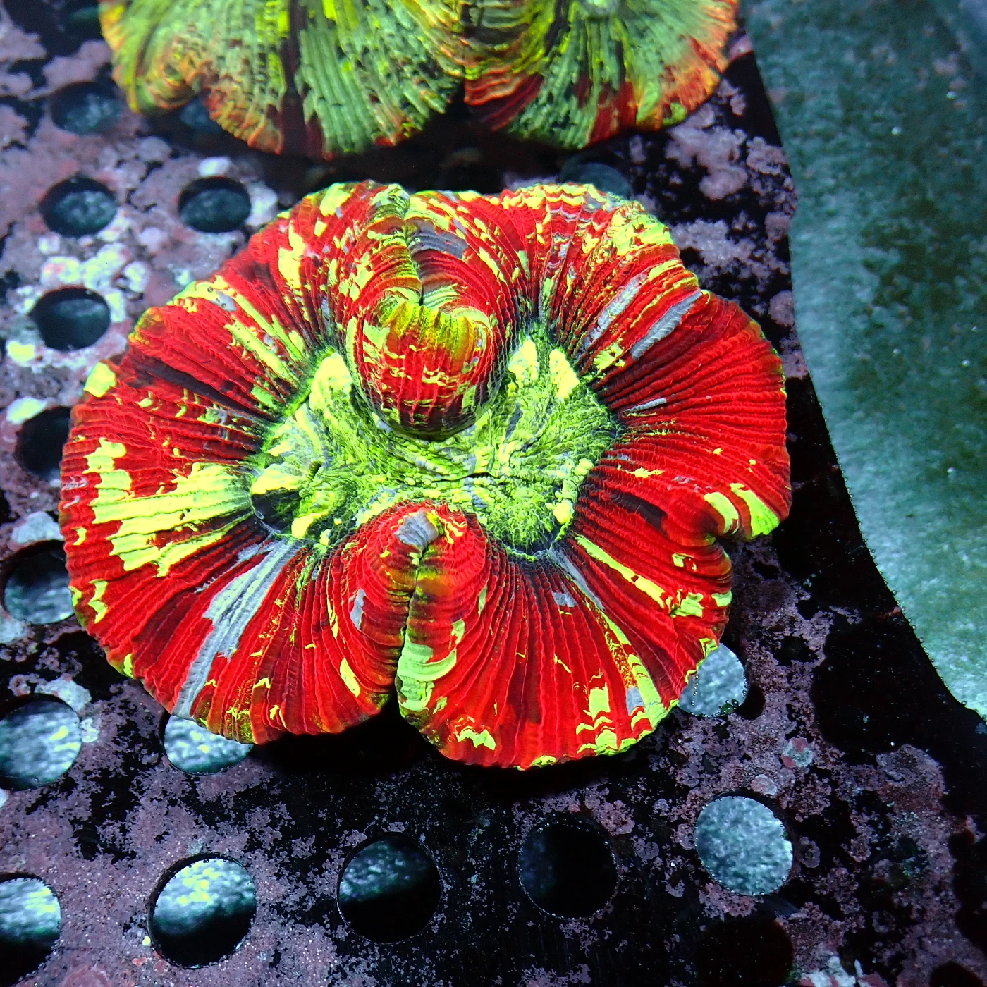 Wellsophyllia Multicolour, Trachyphyllia geoffroyi
