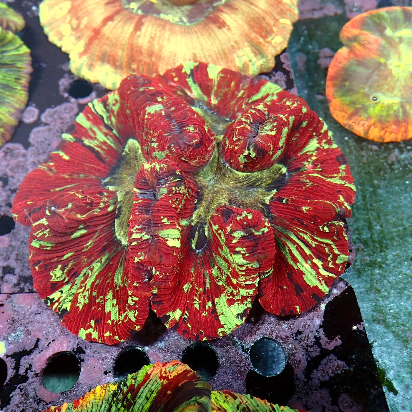 Wellsophyllia Multicolour, Trachyphyllia geoffroyi