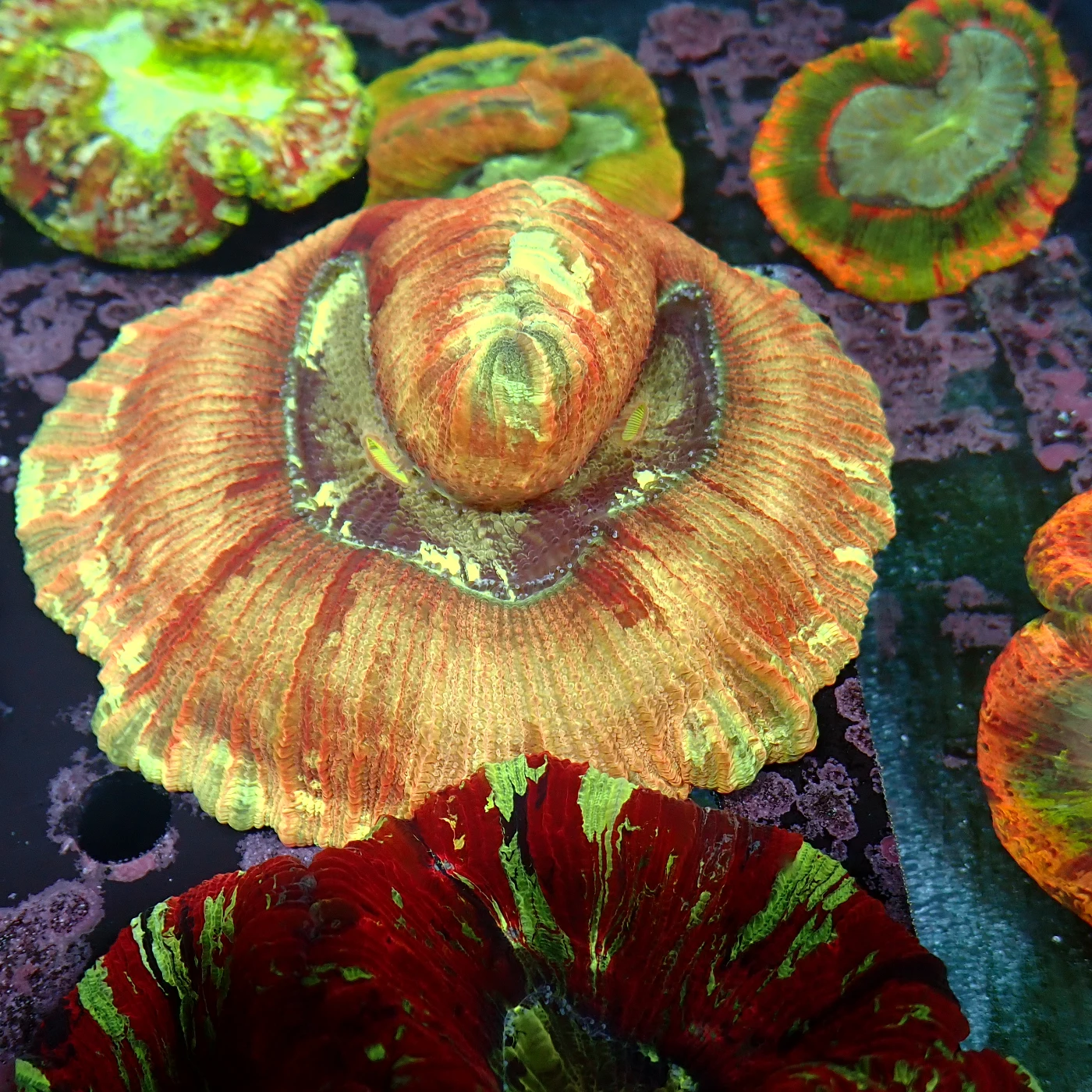 Wellsophyllia Multi, Trachyphyllia geoffroyi