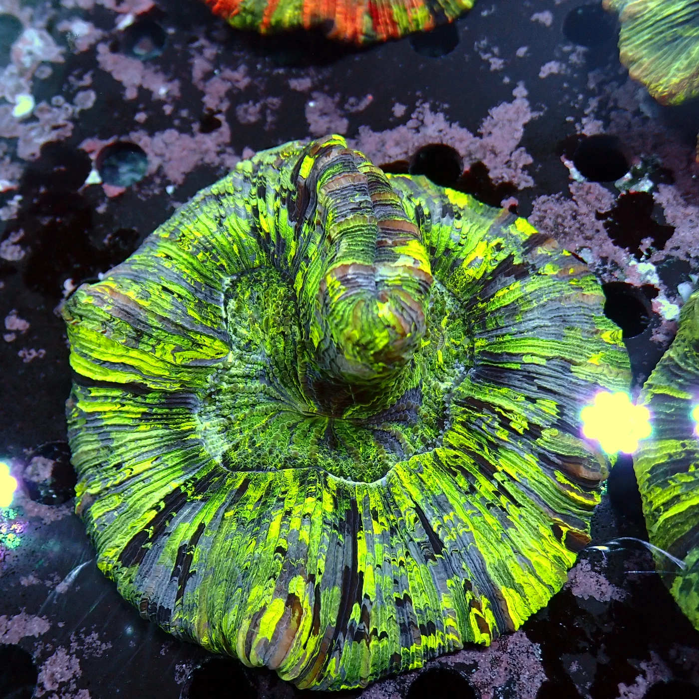 Wellsophyllia Green, Trachyphyllia geoffroyi