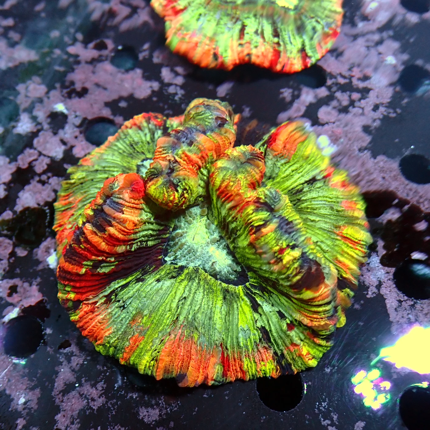 Wellsophyllia / Trachyphyllia Rainbow, Trachyphyllia geoffroyi