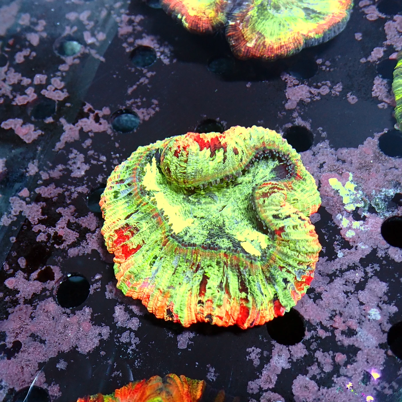 Wellsophyllia Multi, Trachyphyllia geoffroyi
