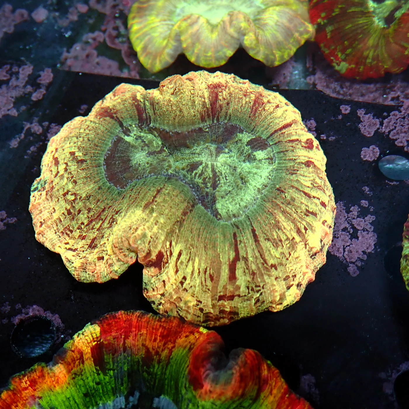 Wellsophyllia Multi, Trachyphyllia geoffroyi