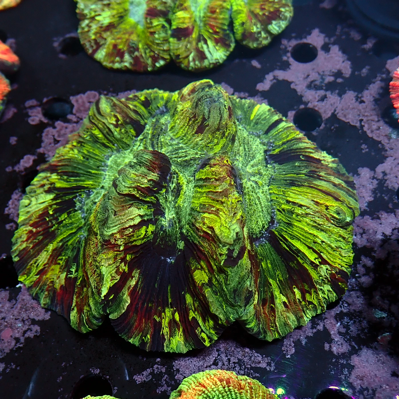 Wellsophyllia Green, Trachyphyllia geoffroyi