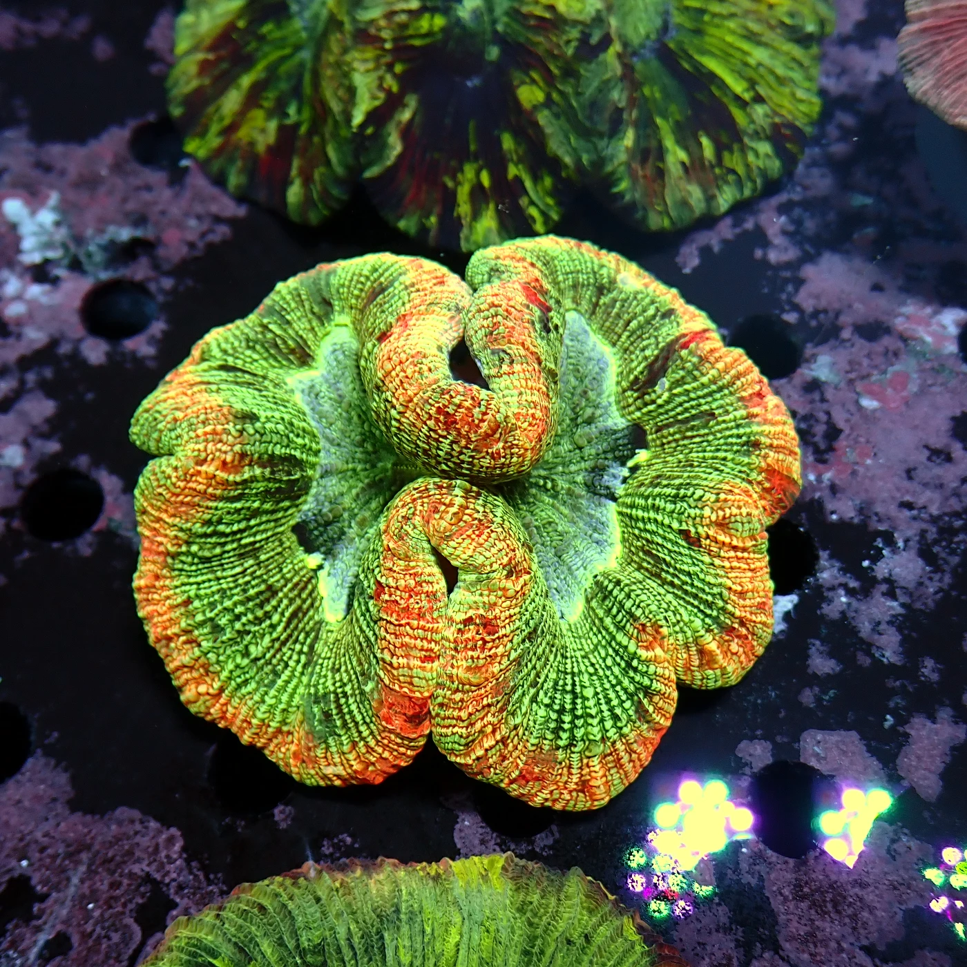 Wellsophyllia Multi, Trachyphyllia geoffroyi