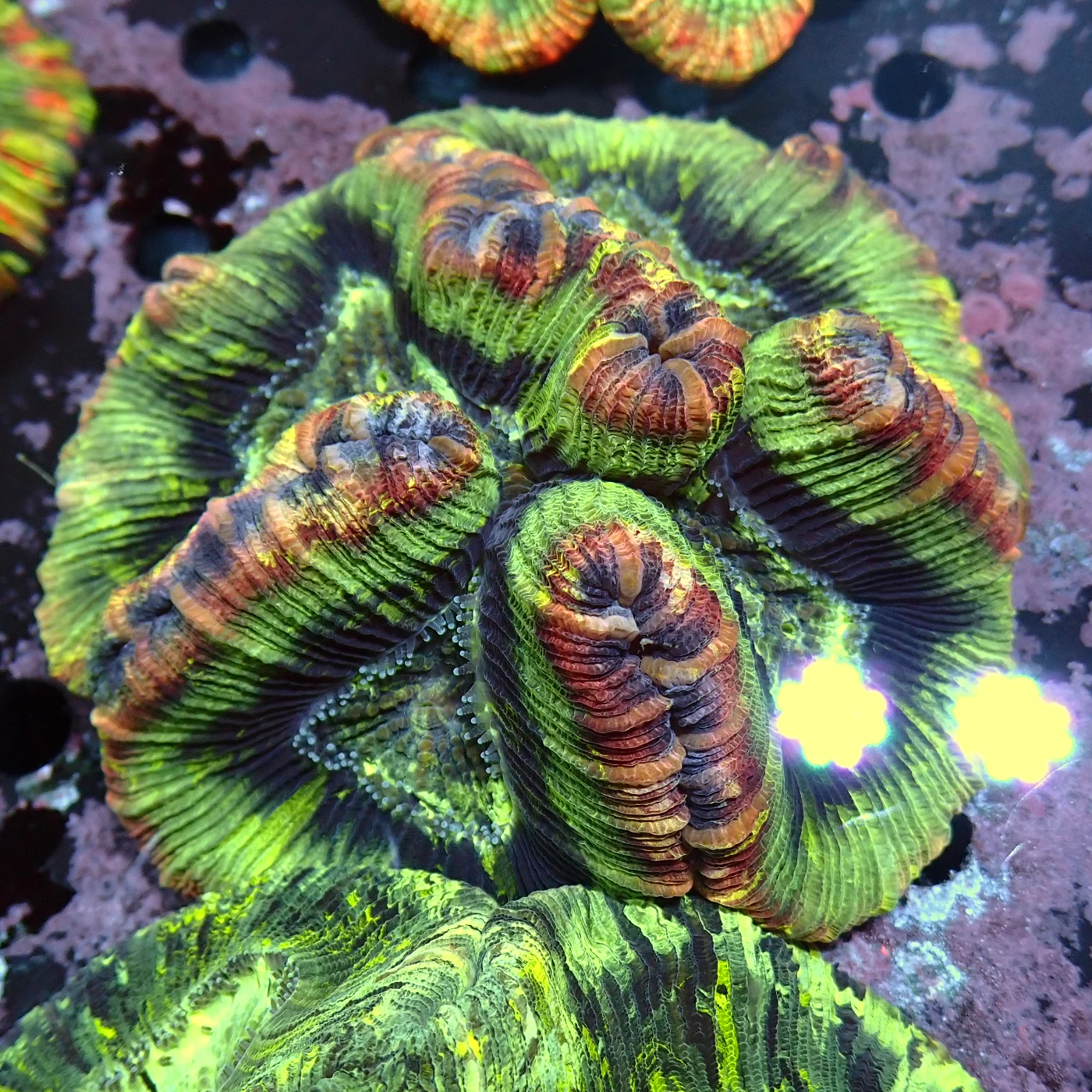 Wellsophyllia Green, Trachyphyllia geoffroyi