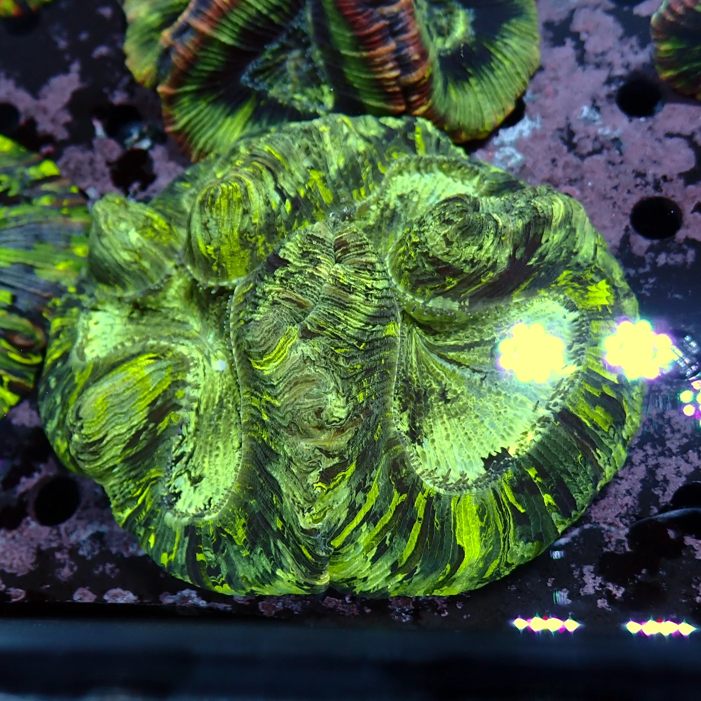 Wellsophyllia Green, Trachyphyllia geoffroyi