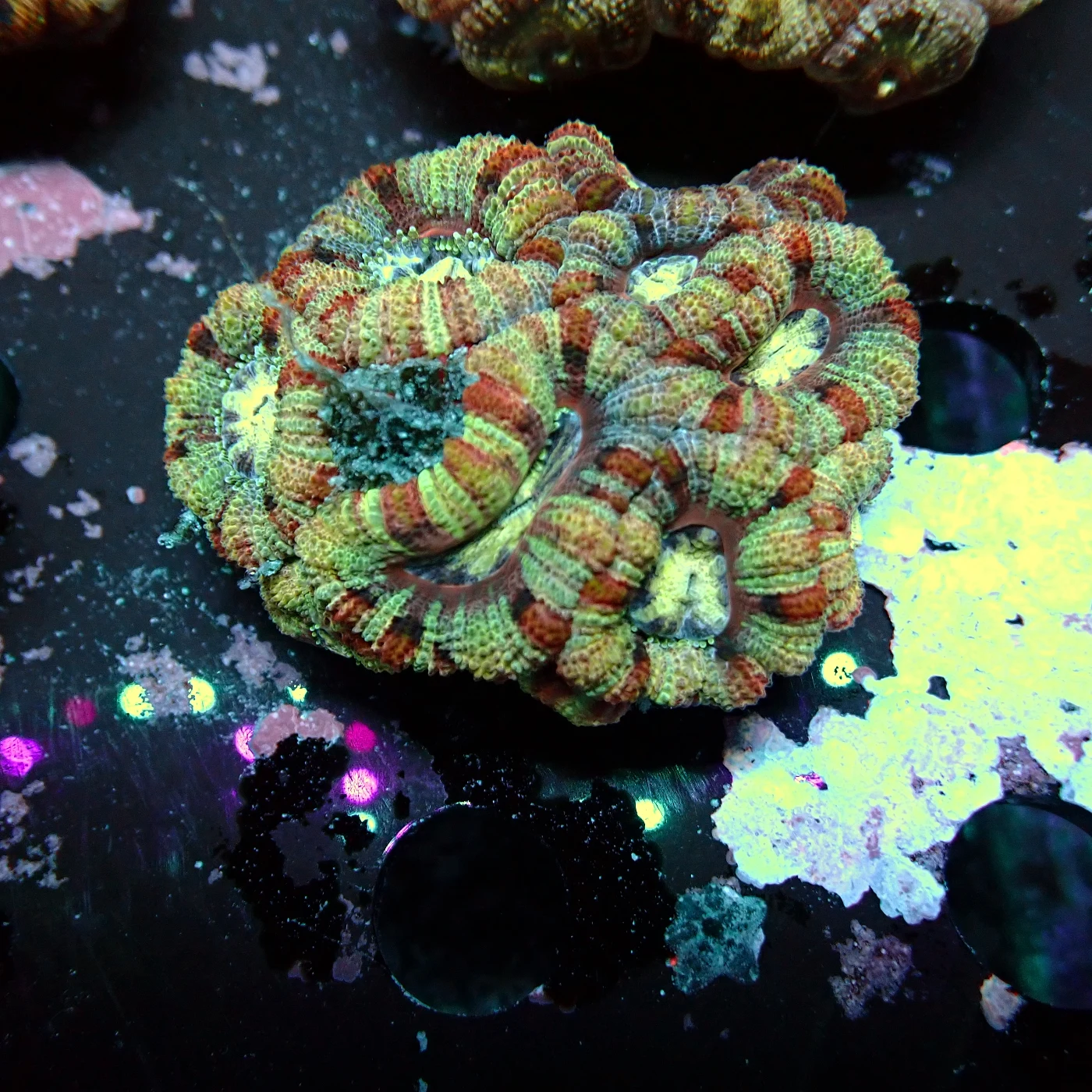 Acanthastrea Rainbow Vietnam, Micromussa lordhowensis
