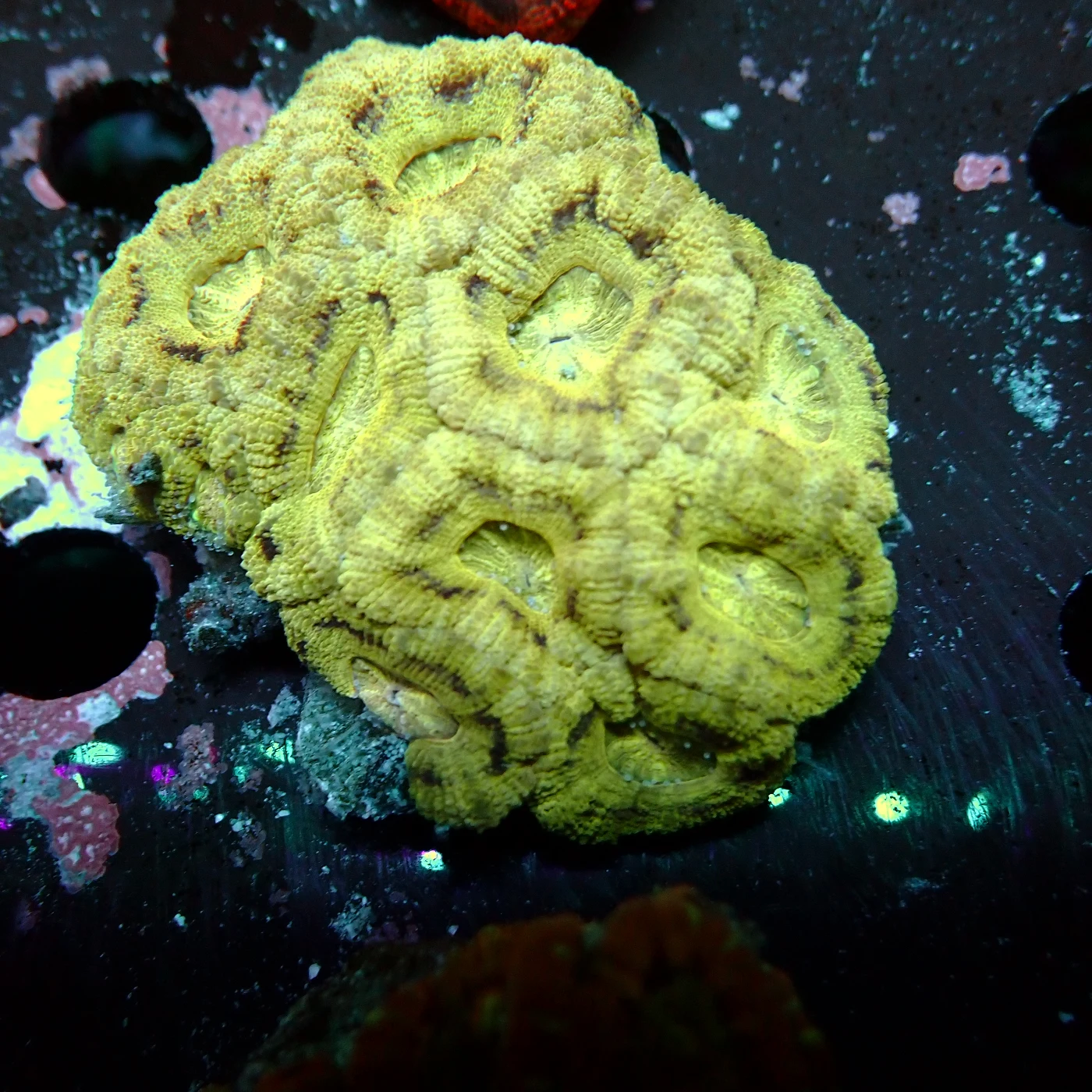 Acanthastrea Rainbow Vietnam, Micromussa lordhowensis