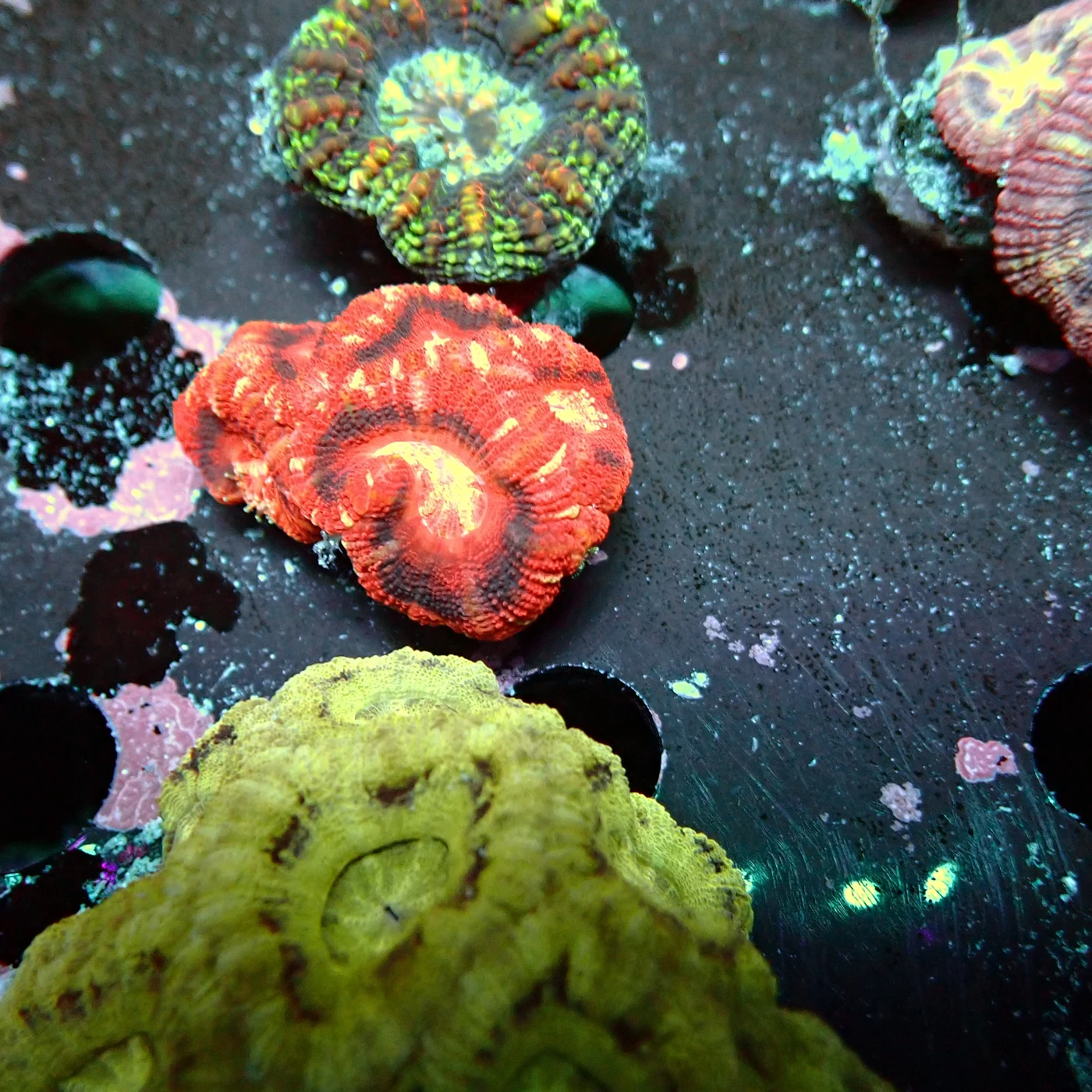 Acanthastrea Rainbow Vietnam, Micromussa lordhowensis