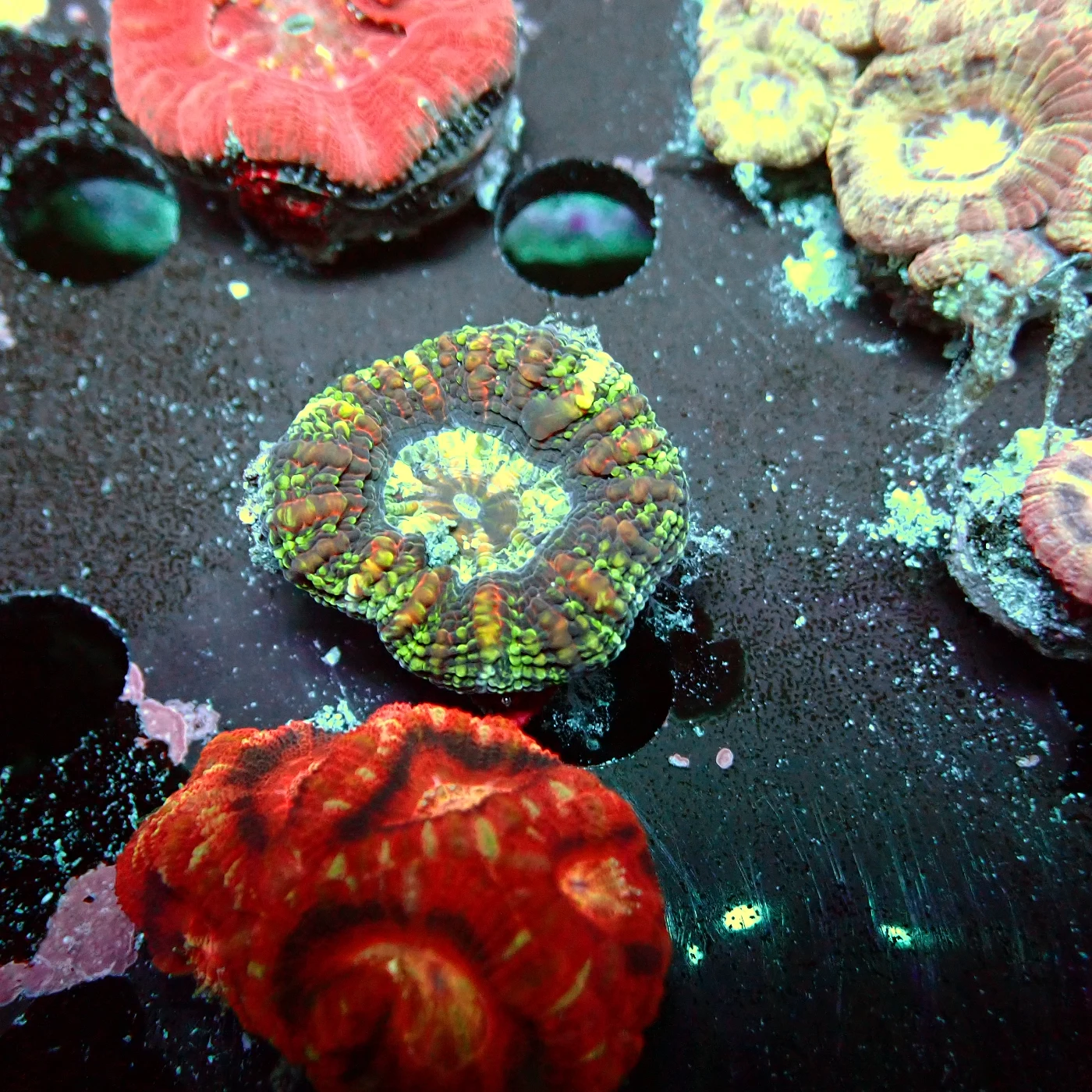 Acanthastrea Maxima, Micromussa lordhowensis