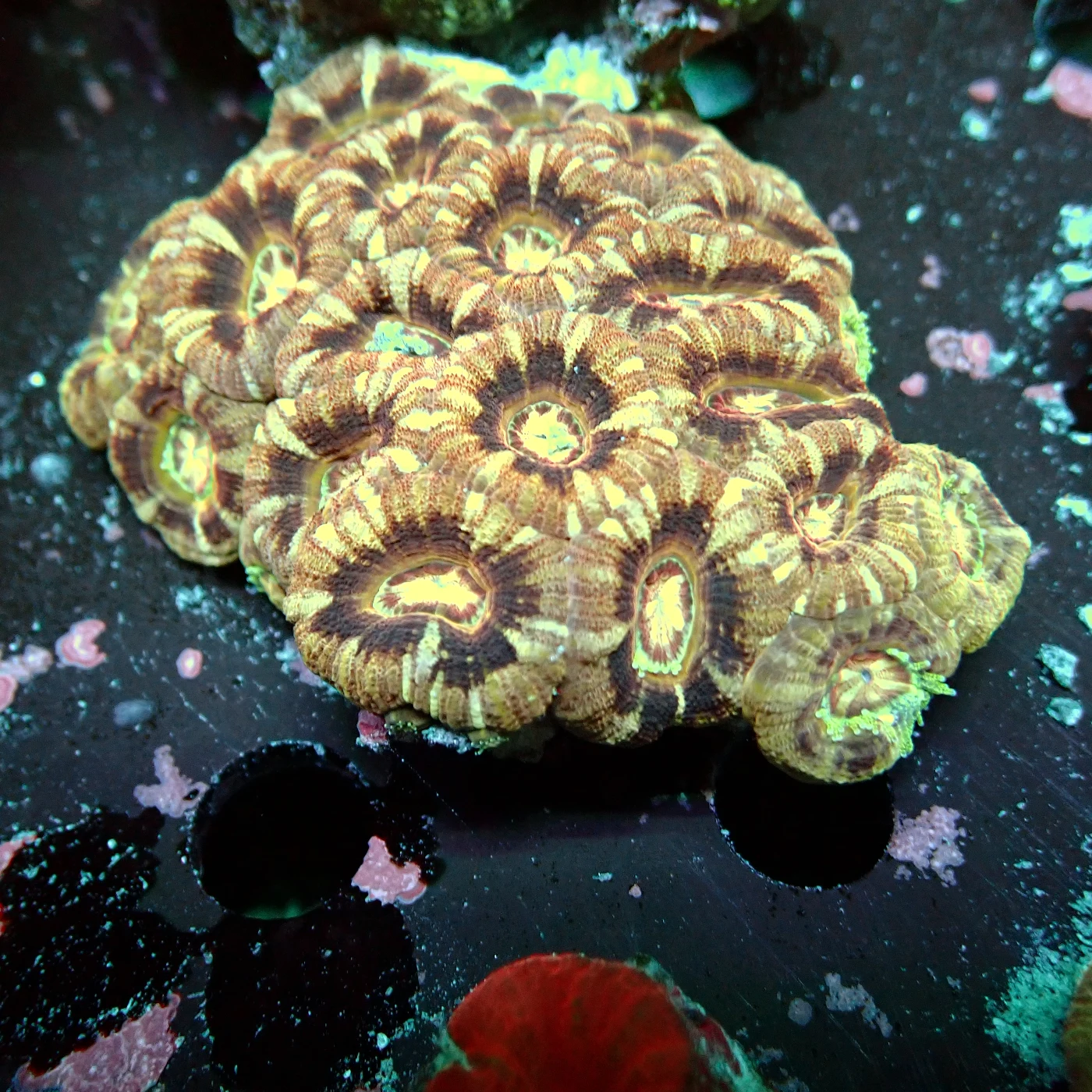 Acanthastrea Rainbow Vietnam Rare, Micromussa lordhowensis