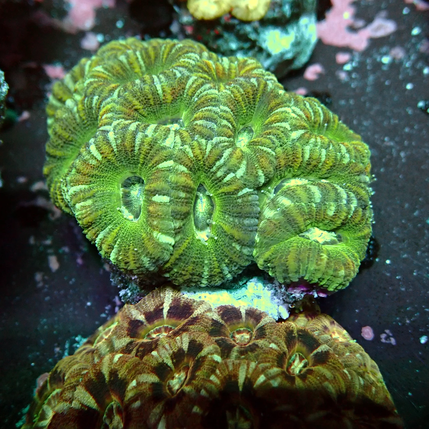 Acanthastrea Lordhowensis Multicolour, Micromussa lordhowensis