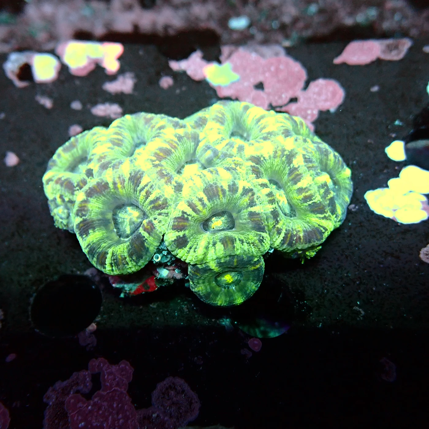Acanthastrea Rainbow Vietnam, Micromussa lordhowensis