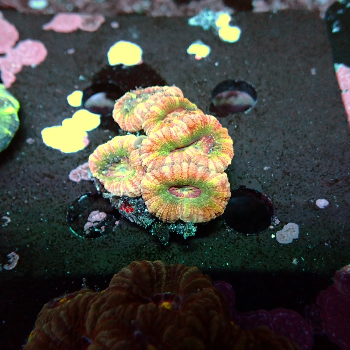 Acanthastrea Rainbow Vietnam, Micromussa lordhowensis