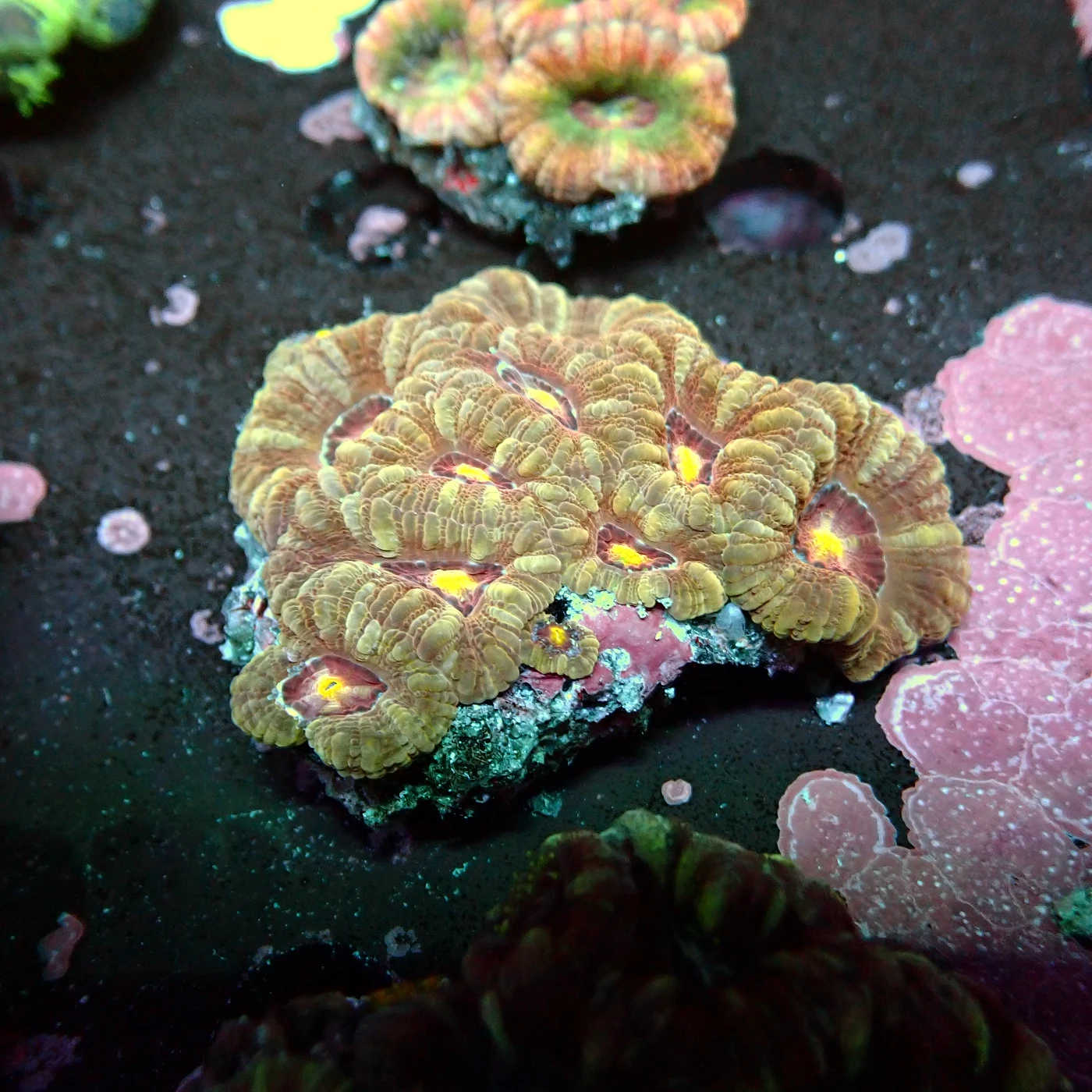 Acanthastrea Rainbow Vietnam, Micromussa lordhowensis