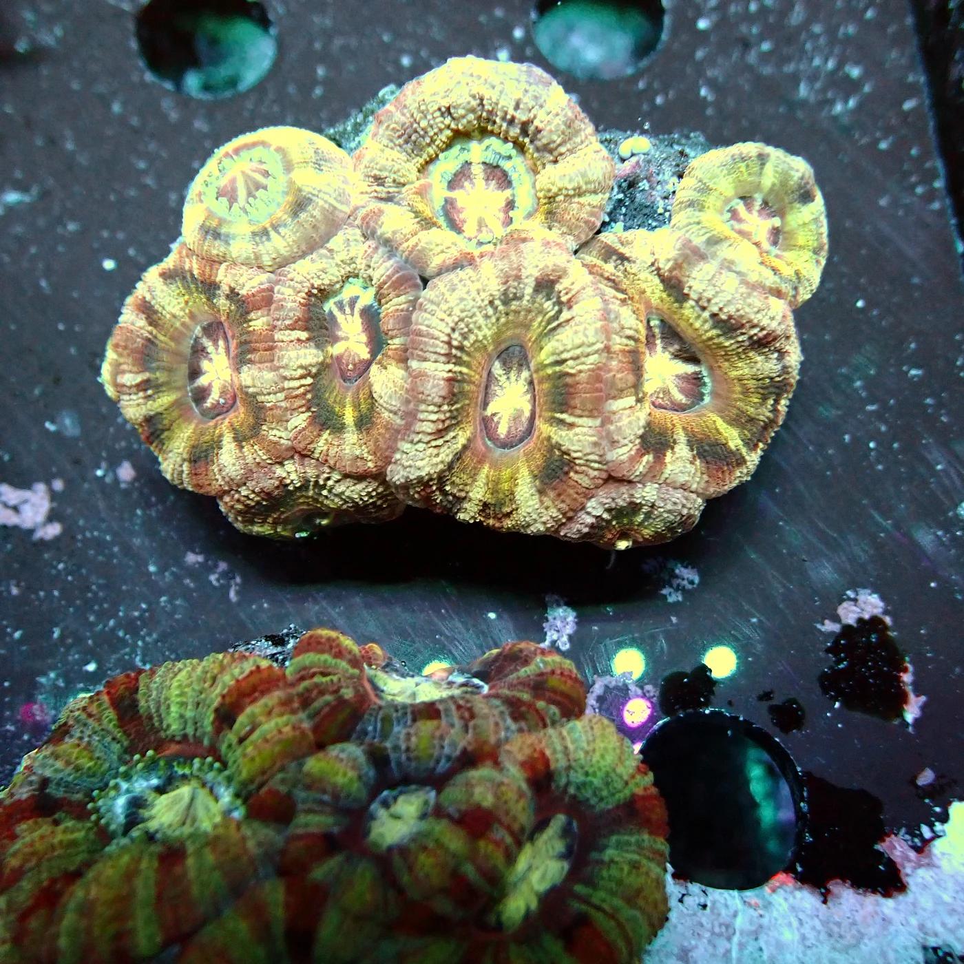 Acanthastrea Rainbow Vietnam, Micromussa lordhowensis