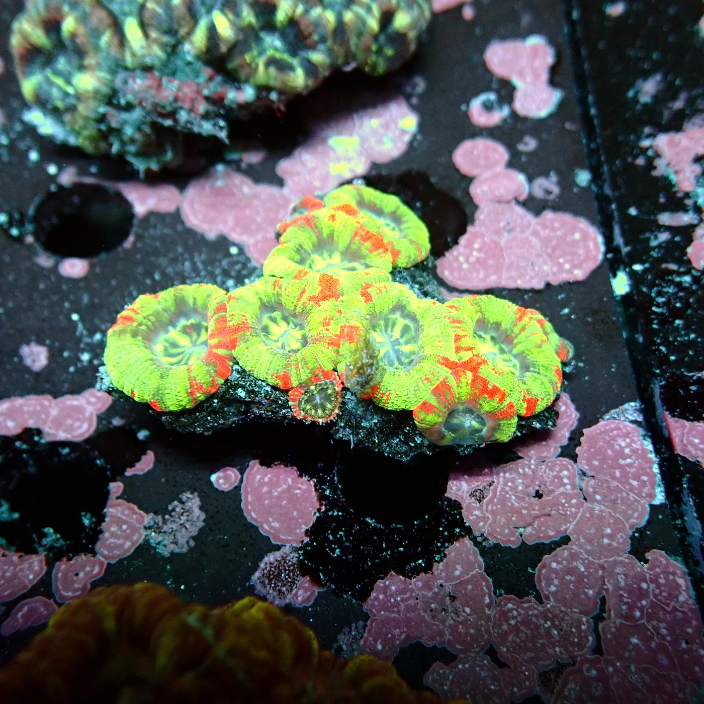 Acanthastrea Rainbow Vietnam, Micromussa lordhowensis