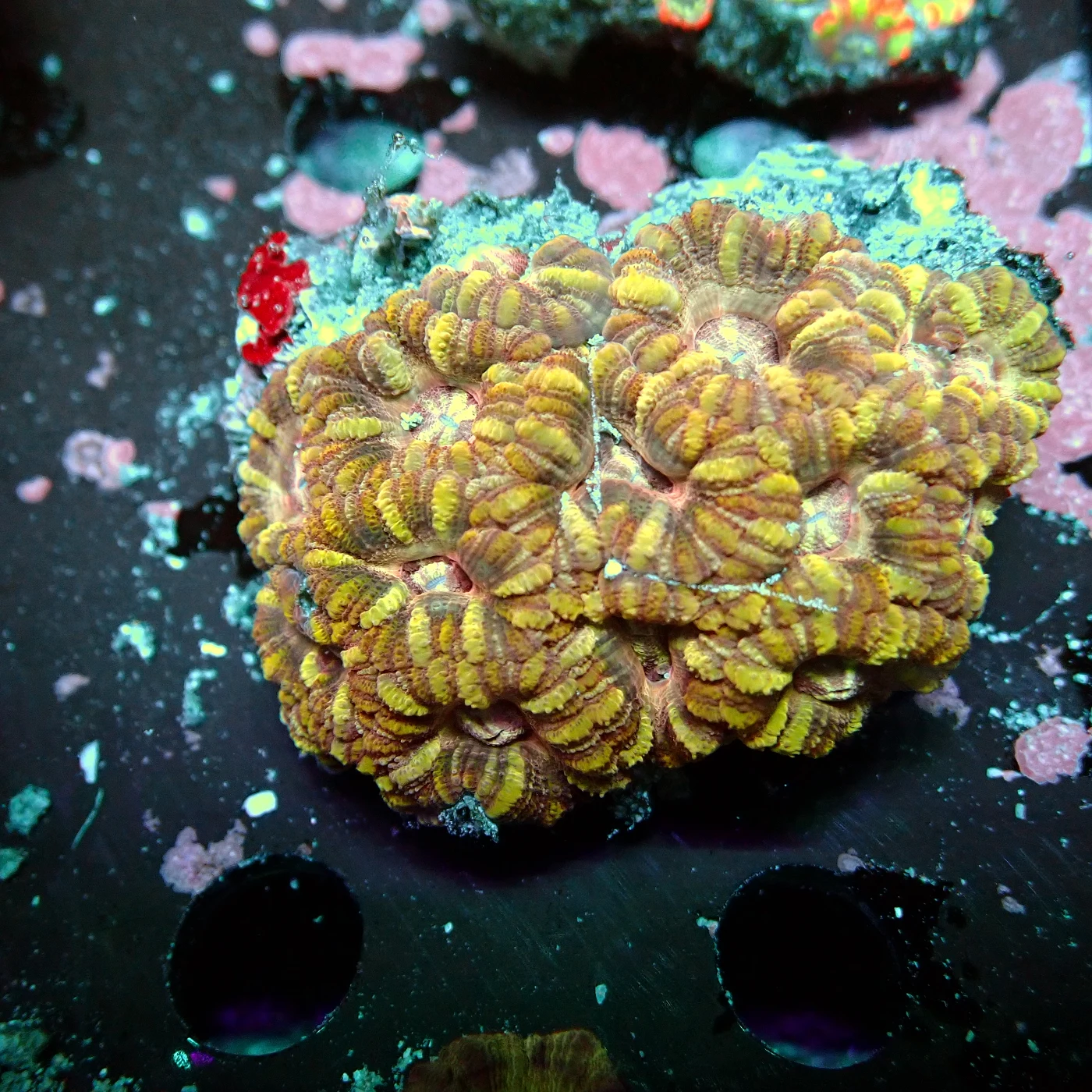 Acanthastrea Rainbow Vietnam, Micromussa lordhowensis