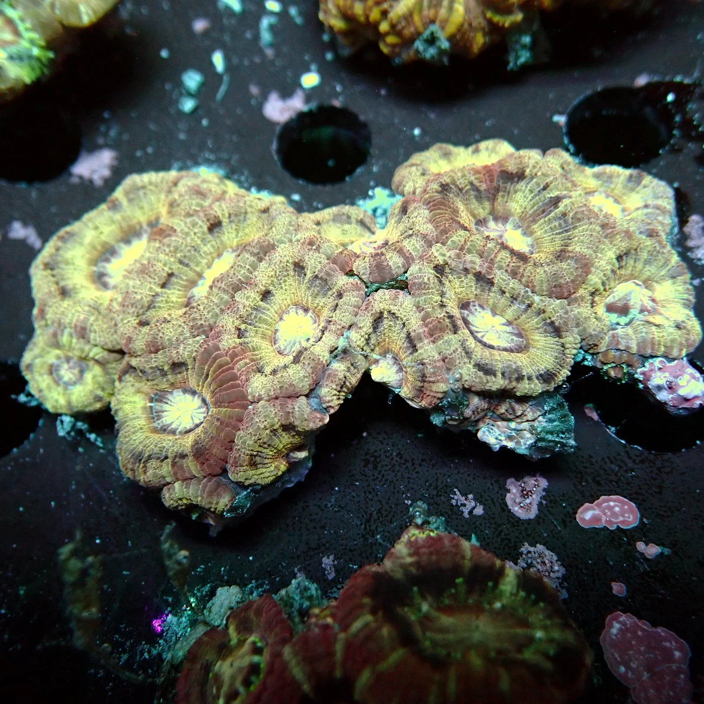 Acanthastrea Rainbow Vietnam, Micromussa lordhowensis