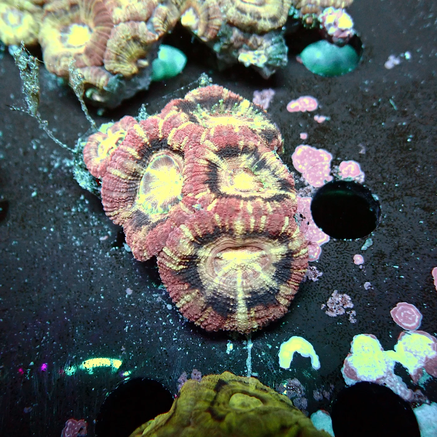 Acanthastrea Asia Violett, Micromussa lordhowensis