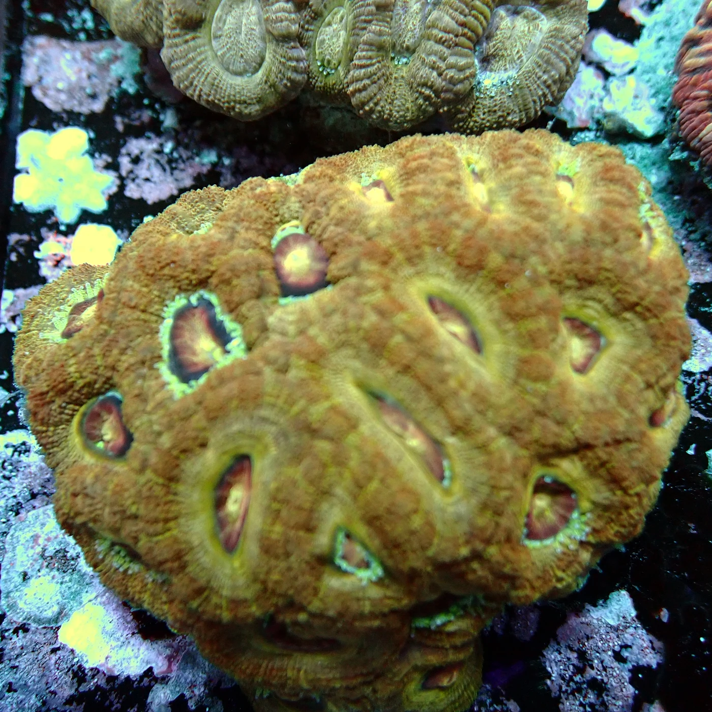 Acanthastrea Rainbow Vietnam, Micromussa lordhowensis