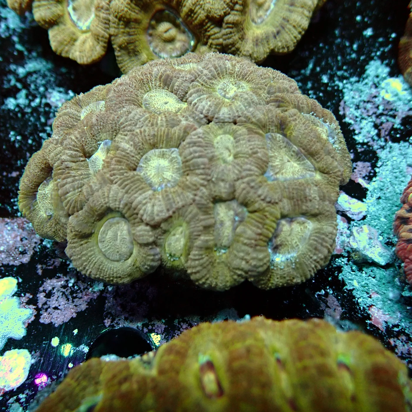 Acanthastrea Rainbow Vietnam, Micromussa lordhowensis