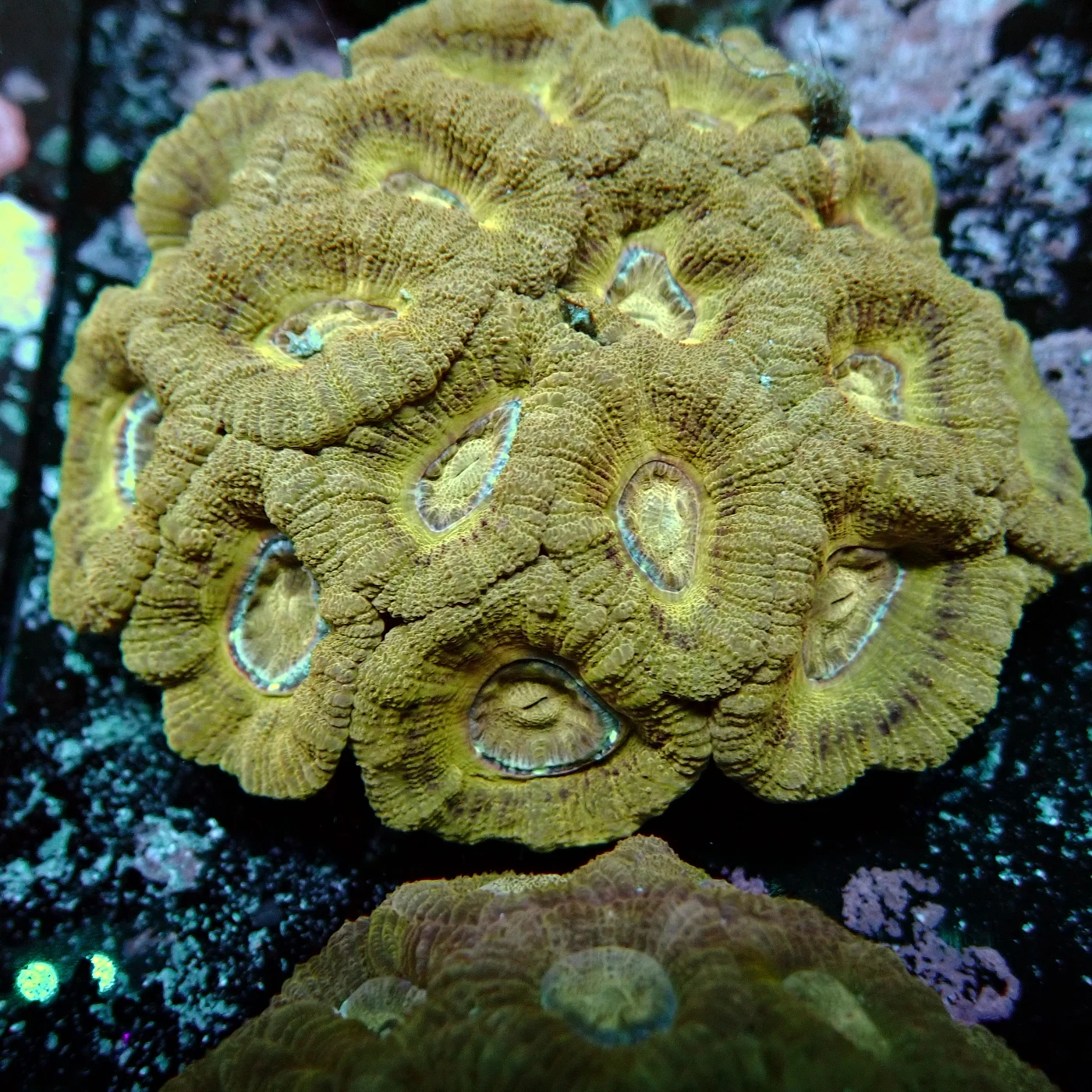 Acanthastrea Rainbow Vietnam, Micromussa lordhowensis