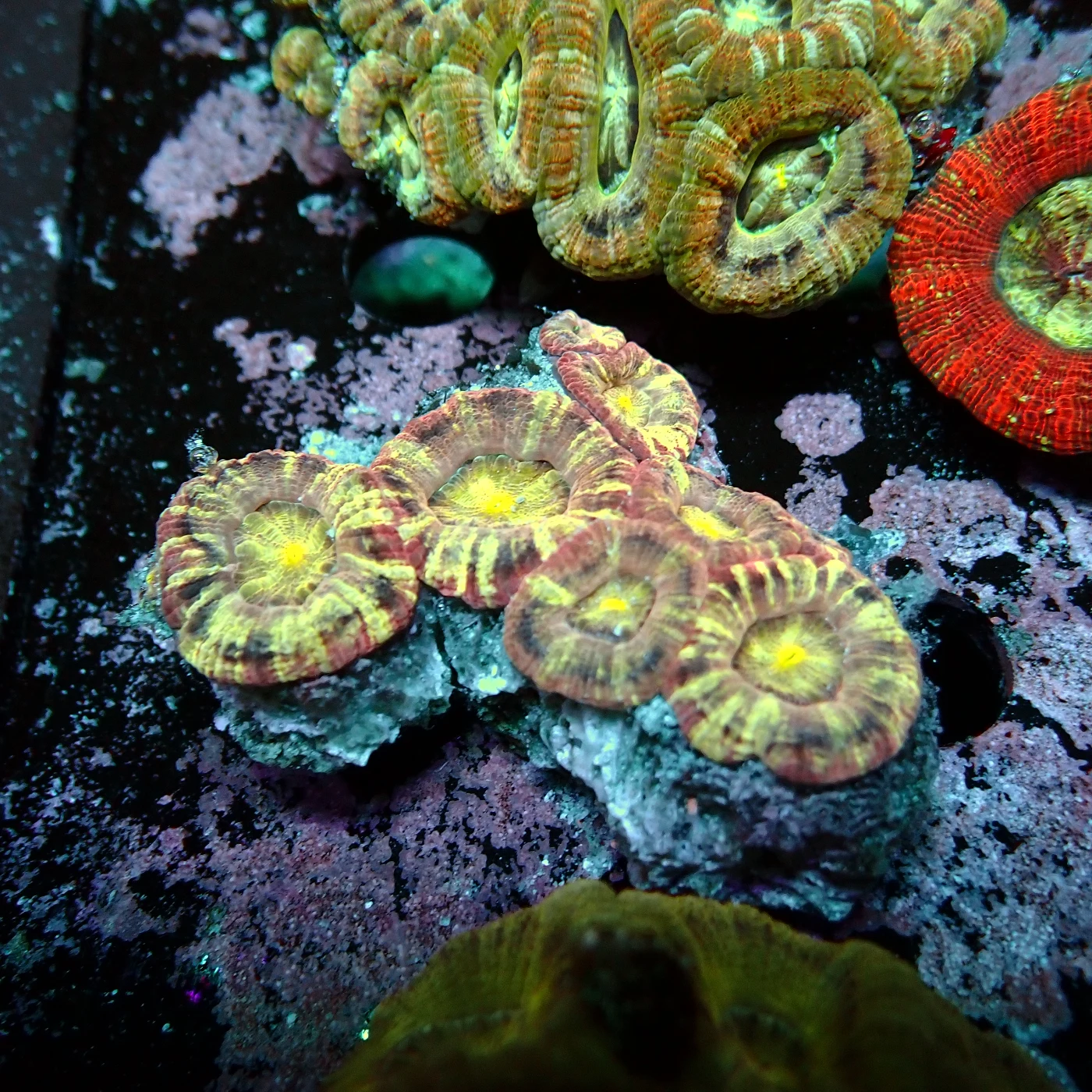 Acanthastrea Asia Violett, Micromussa lordhowensis