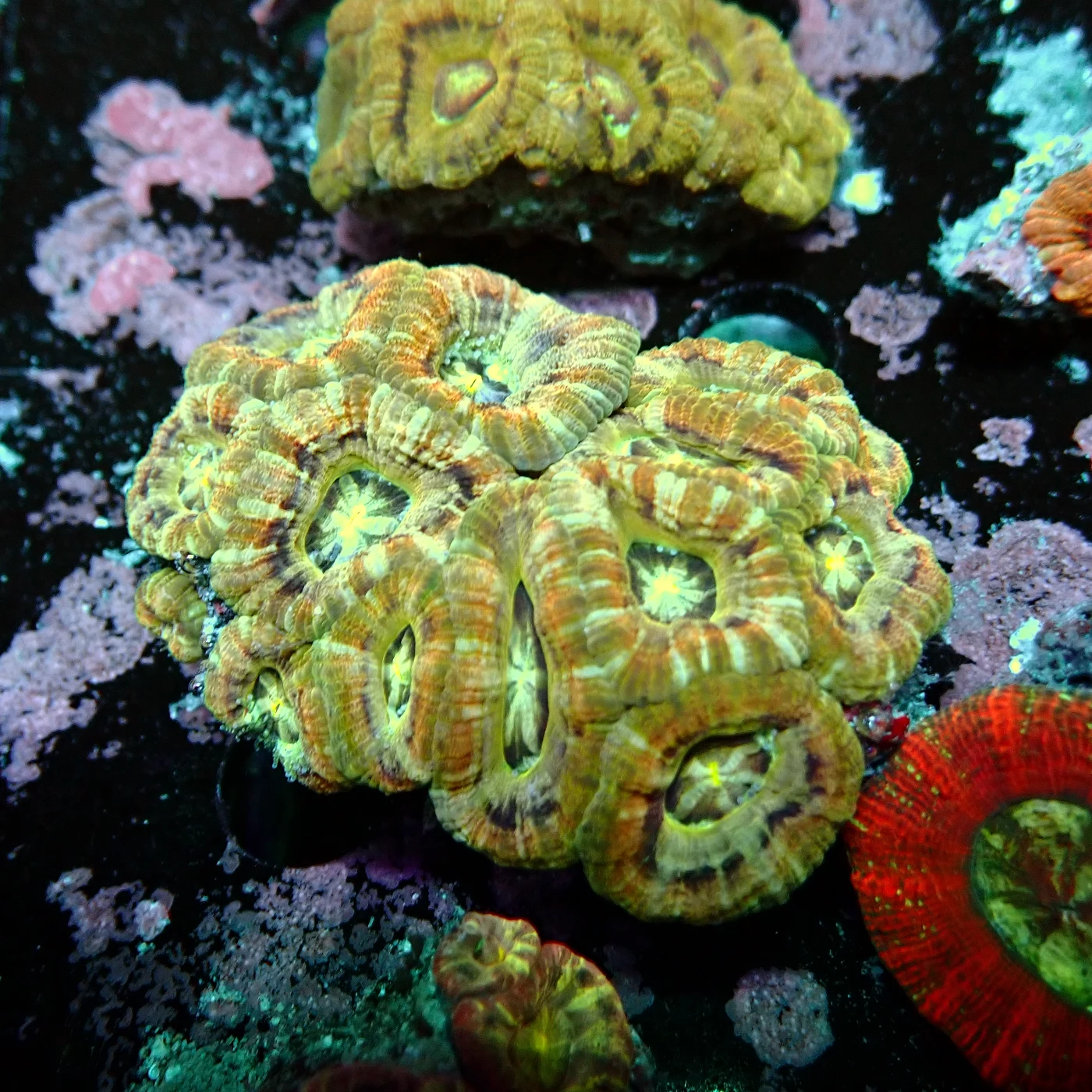 Acanthastrea Rainbow Vietnam, Micromussa lordhowensis