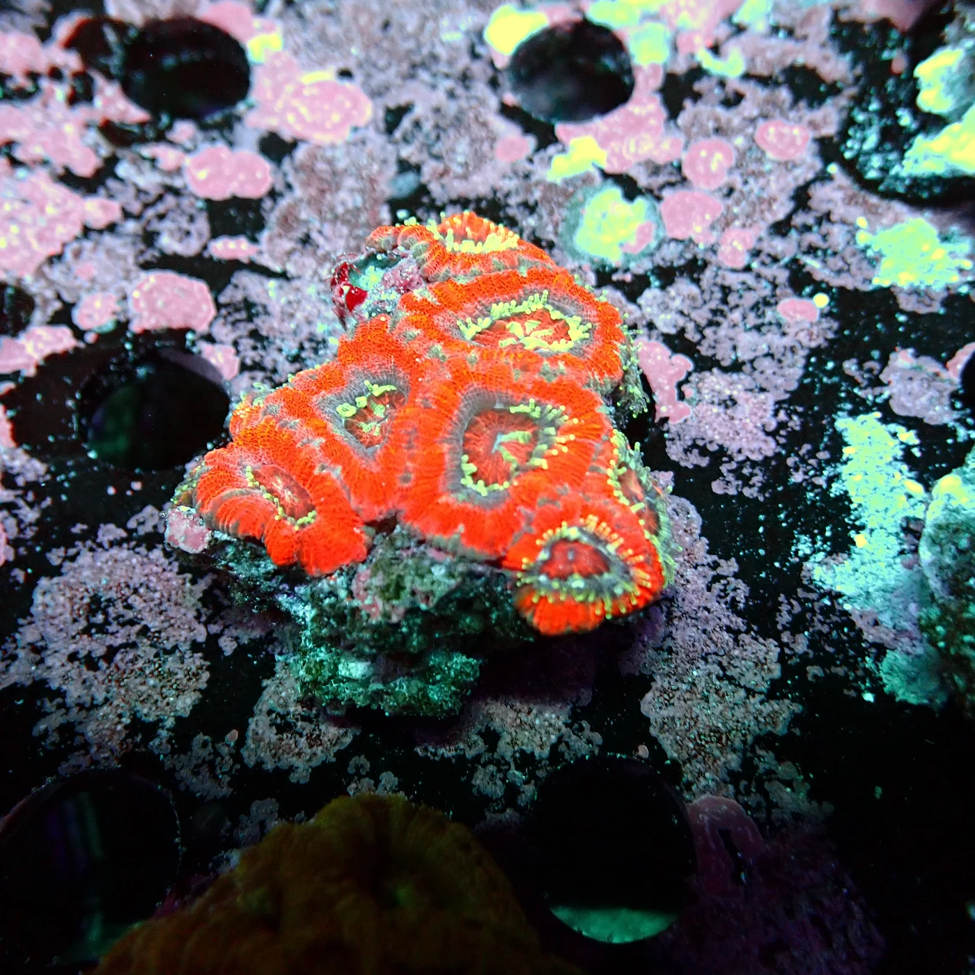 Acanthastrea Rainbow Vietnam, Micromussa lordhowensis