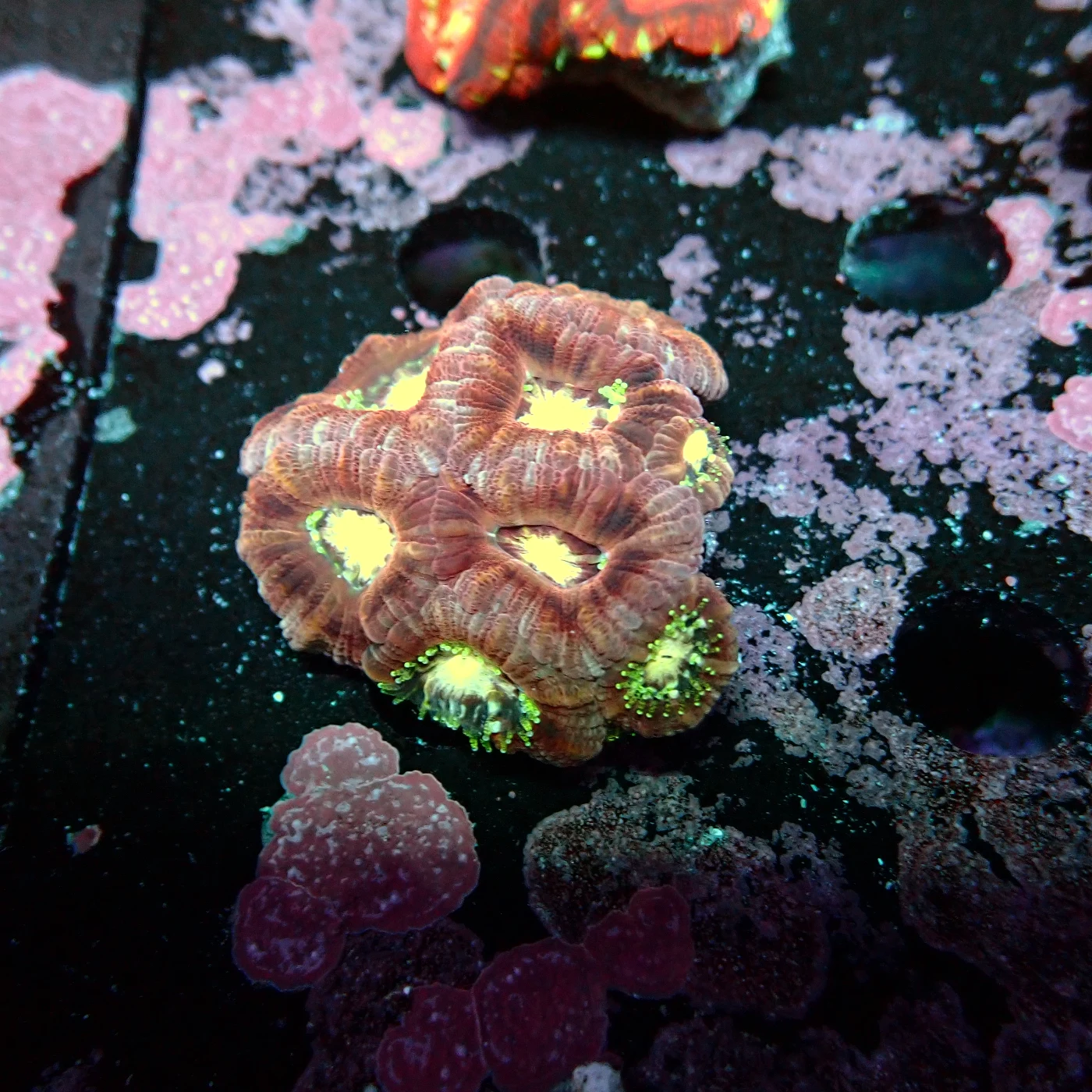 Acanthastrea Asia Violett, Micromussa lordhowensis