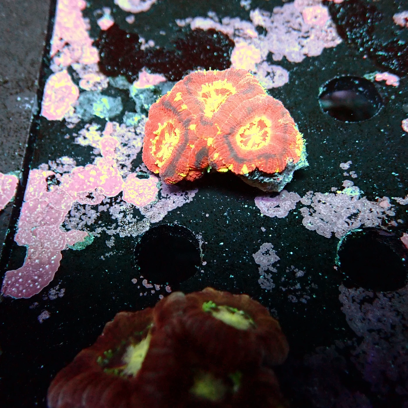 Acanthastrea Lordhowensis Frag, Micromussa lordhowensis