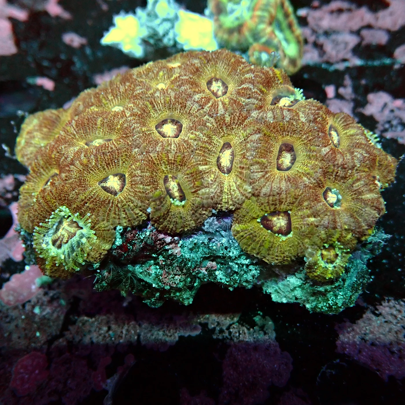 Acanthastrea Rainbow Vietnam, Micromussa lordhowensis