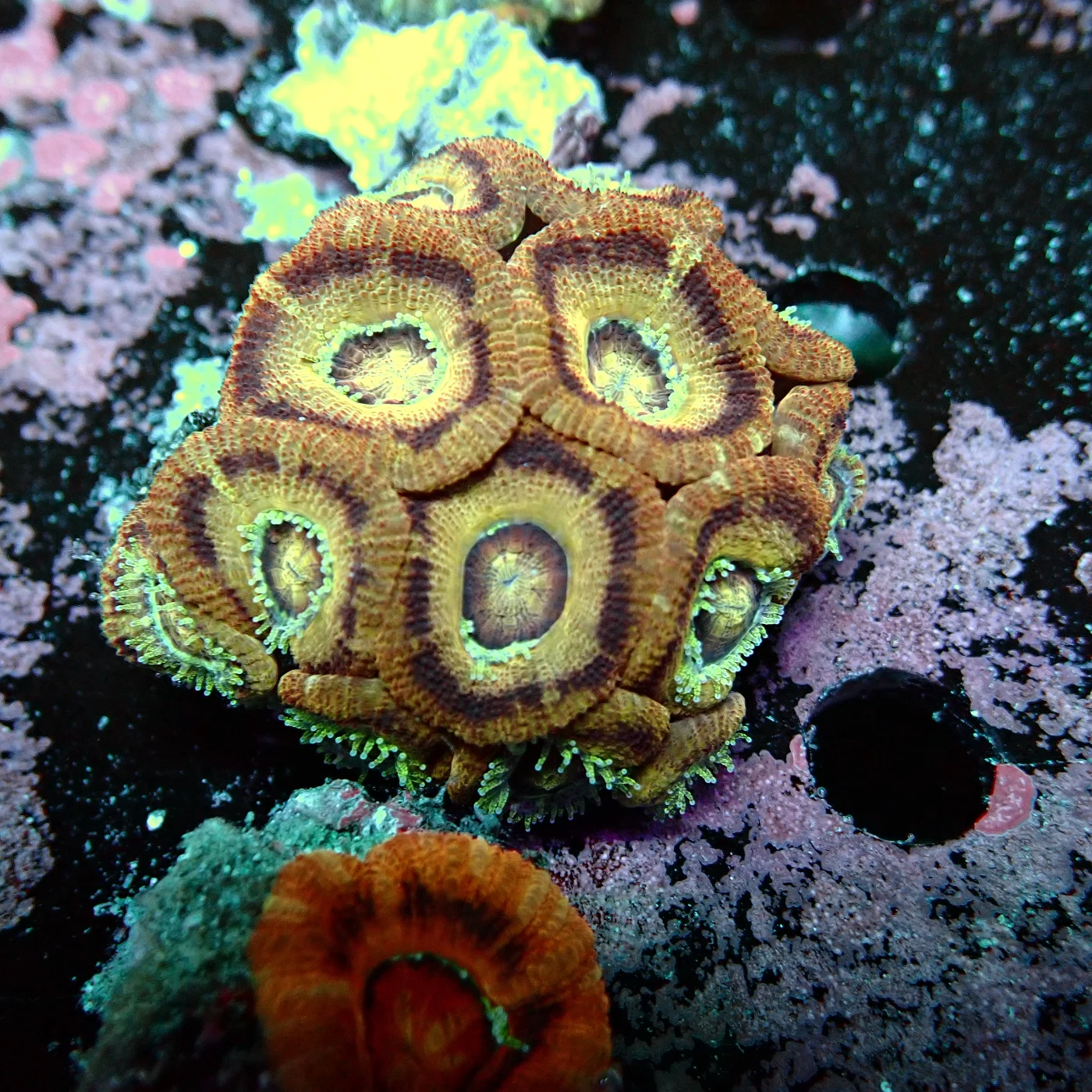 Acanthastrea Rainbow Vietnam, Micromussa lordhowensis