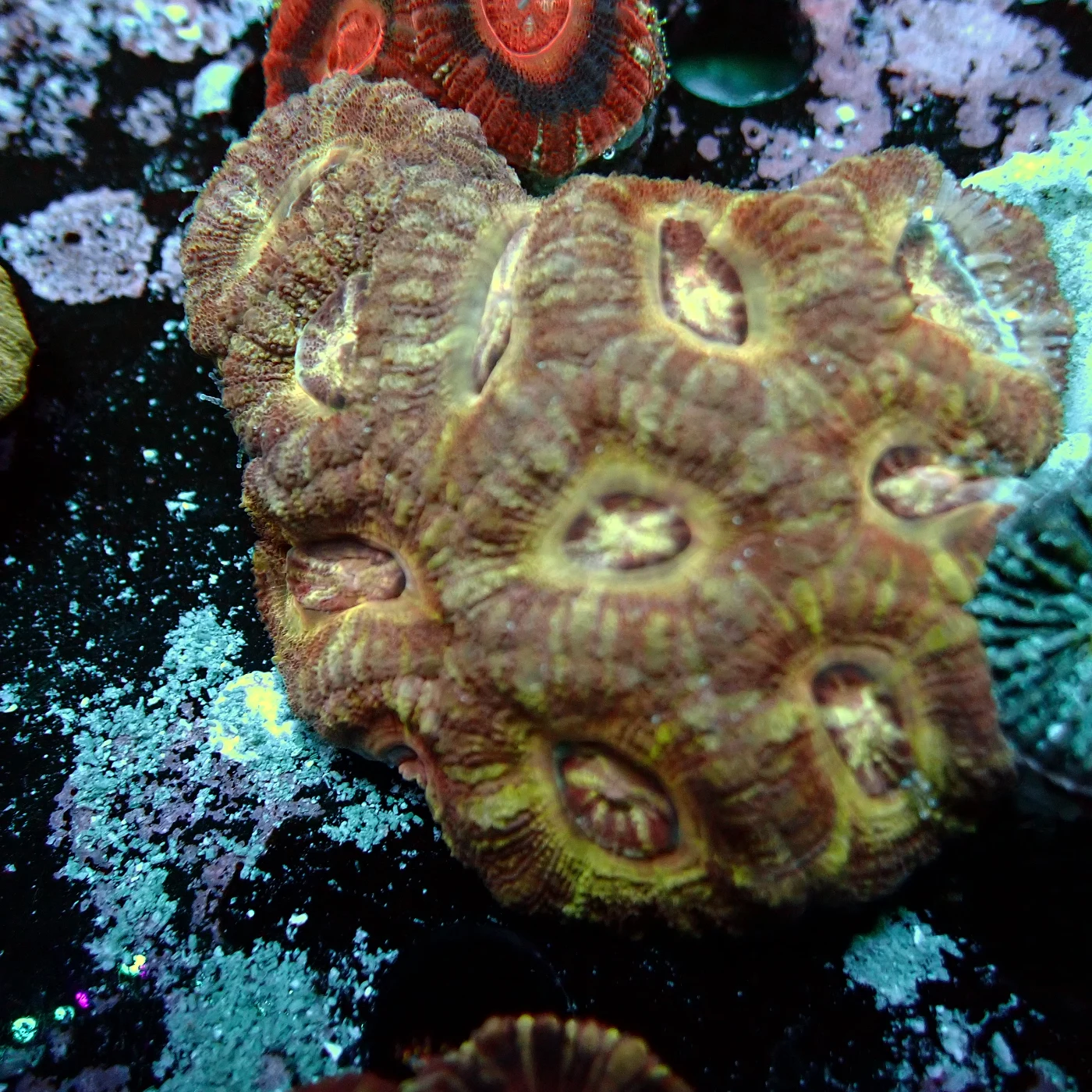 Acanthastrea Rainbow Vietnam, Micromussa lordhowensis