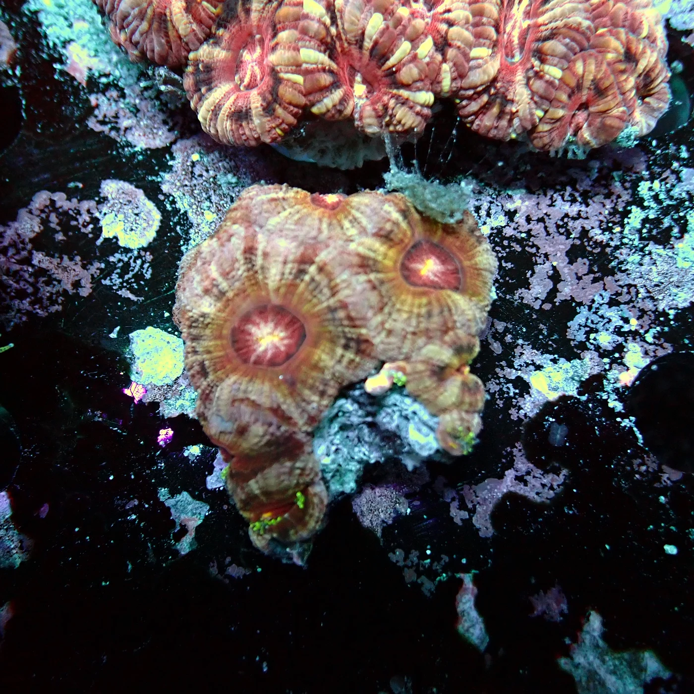 Acanthastrea Rainbow Vietnam, Micromussa lordhowensis