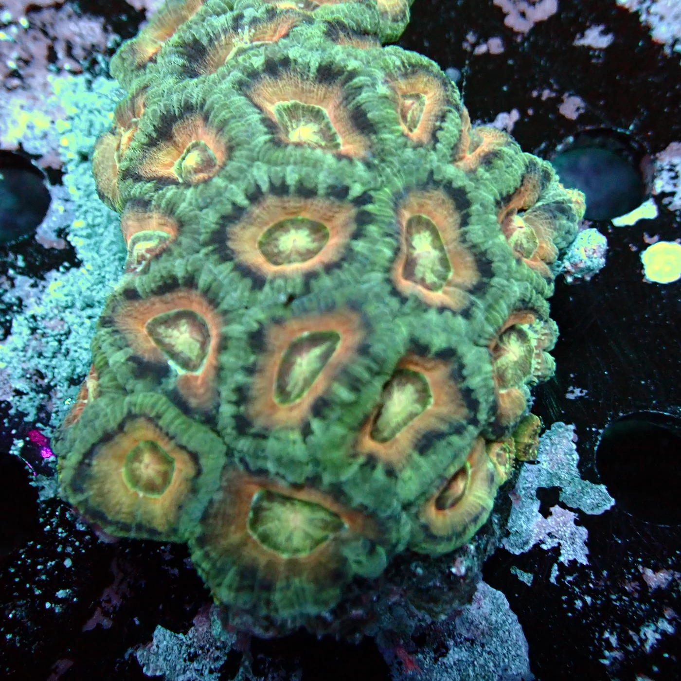 Acanthastrea Rainbow Vietnam, Micromussa lordhowensis